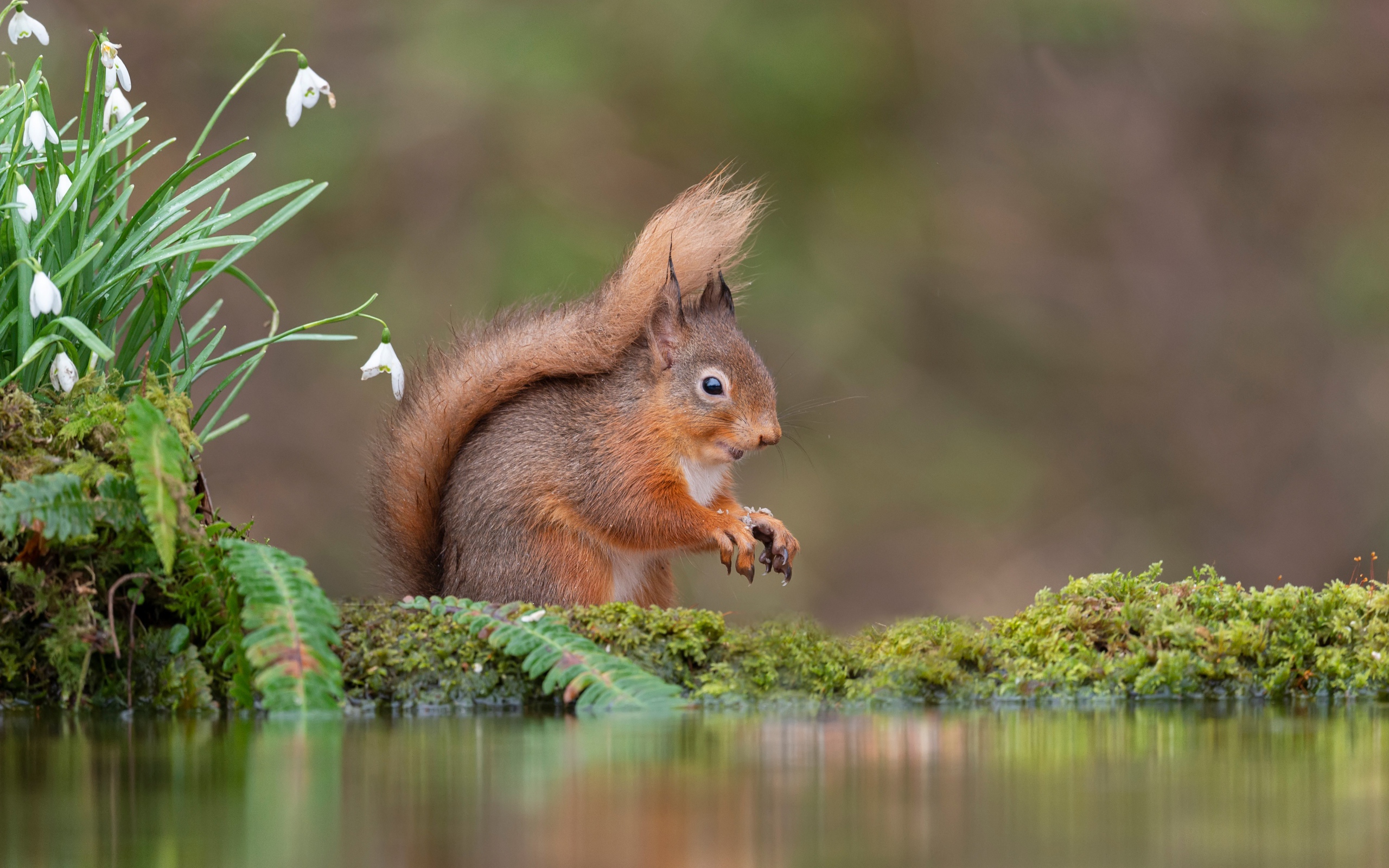 Маленькая рыжая белка стоит у воды