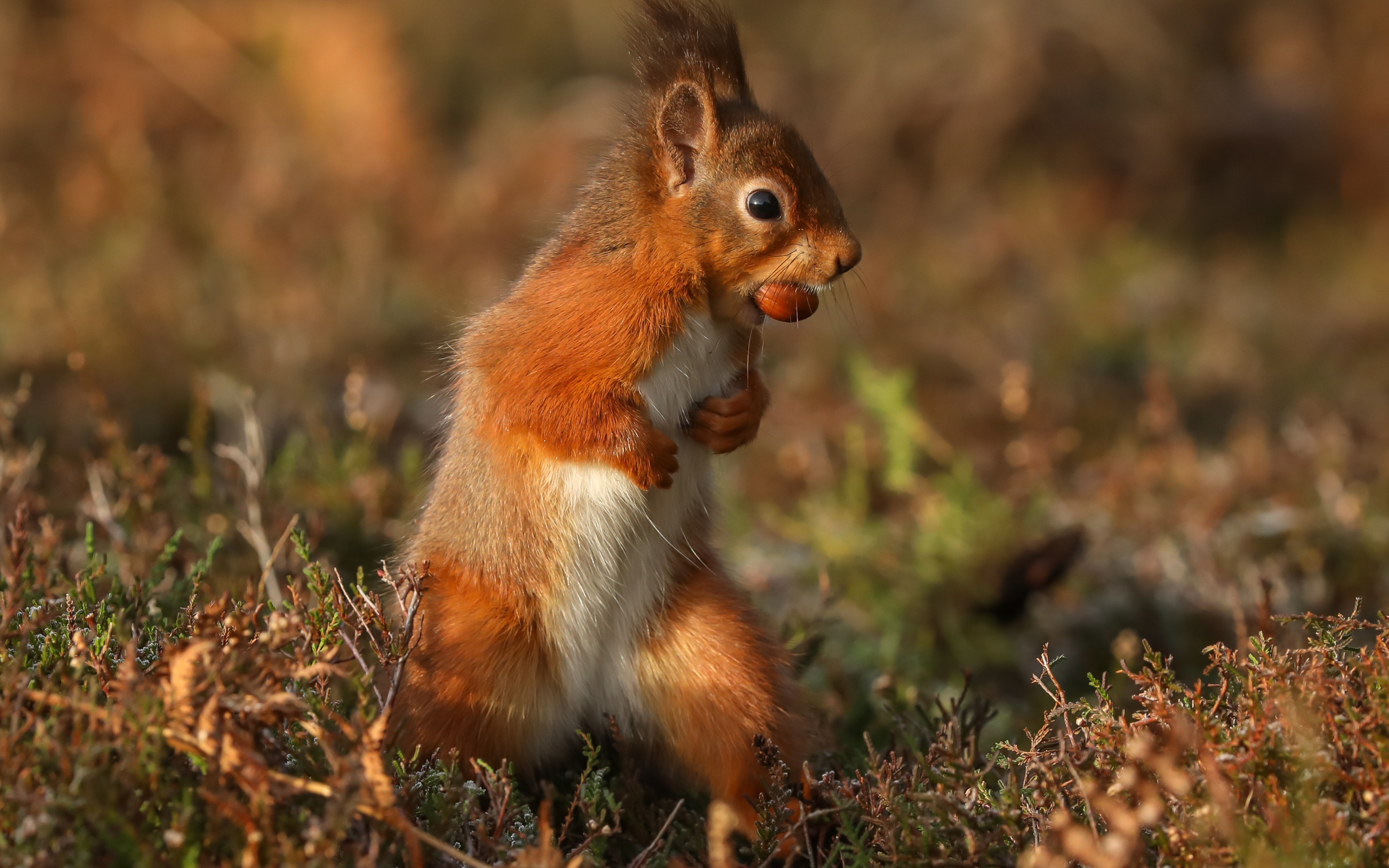 Рыжая белка стоит с орехом в зубах на траве 