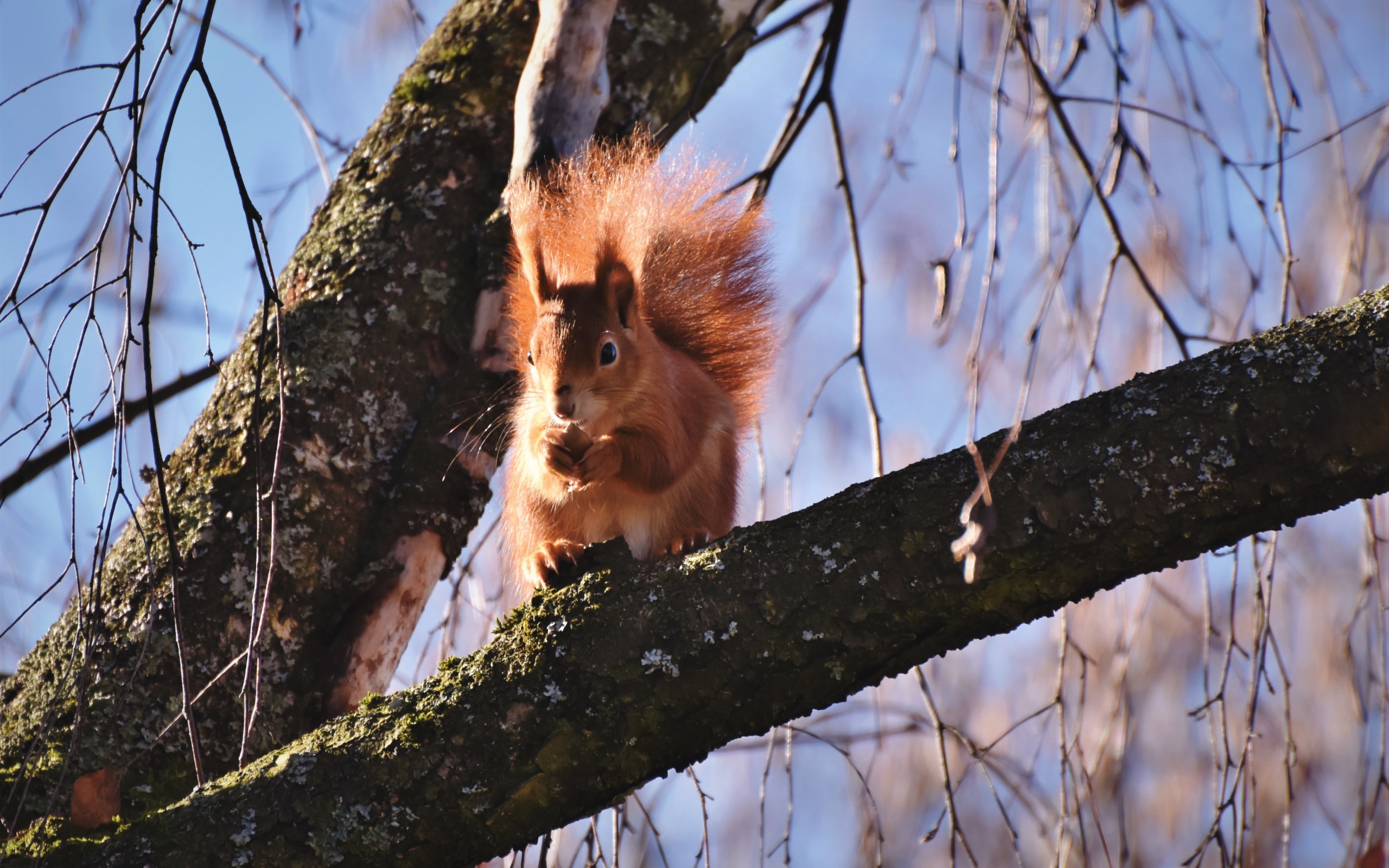 Рыжая белка с пушистым хвостом грызет орех на дереве
