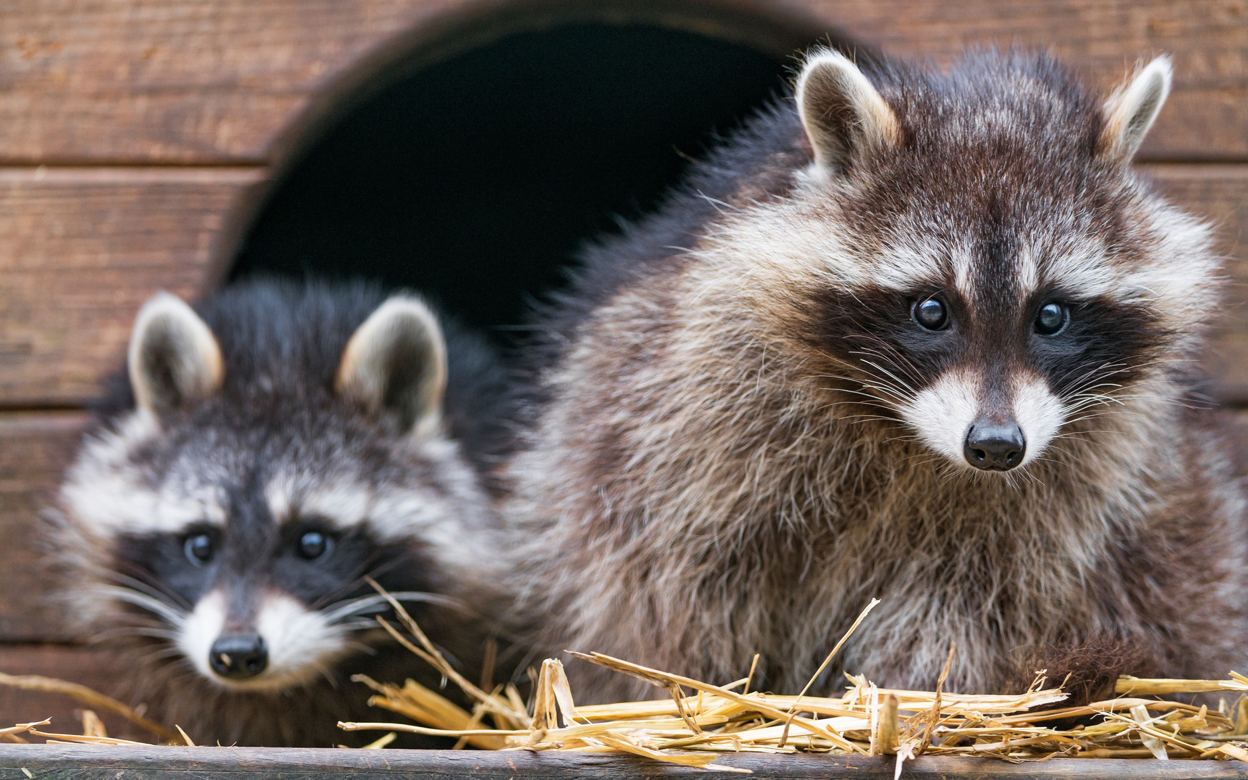 Два енота сидят на сене в домике