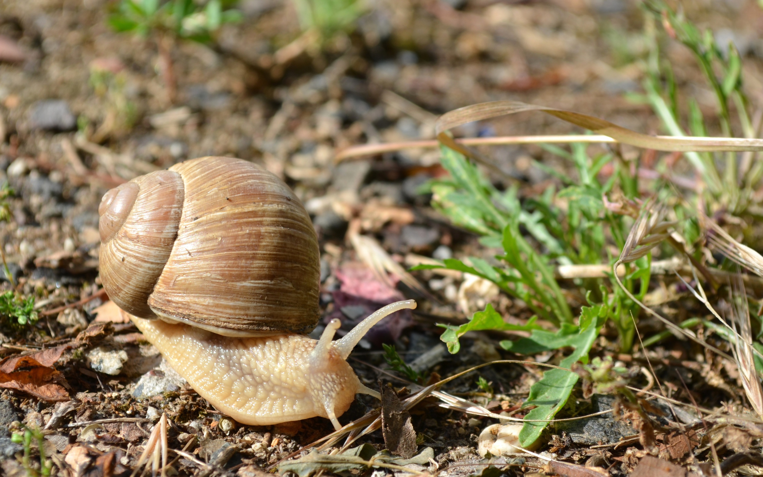 Большая улитка ползет по земле 