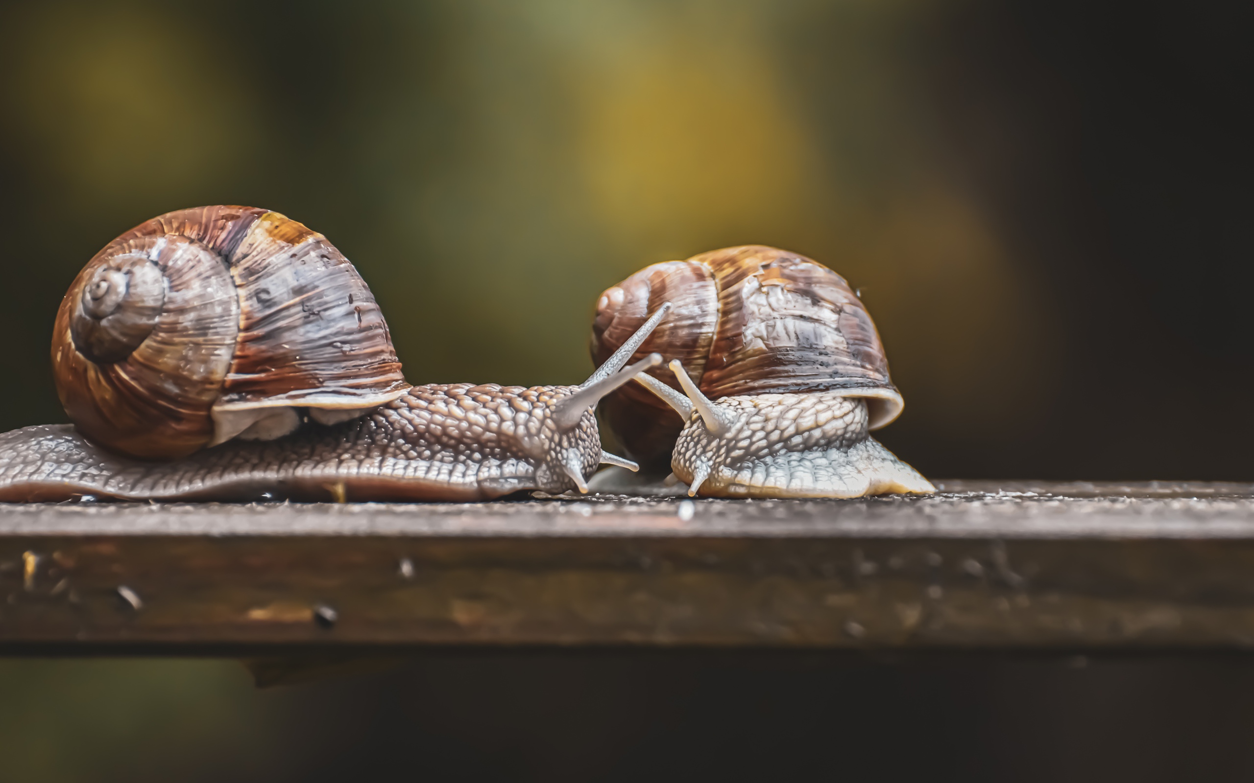 Две большие улитки на деревянном столе 