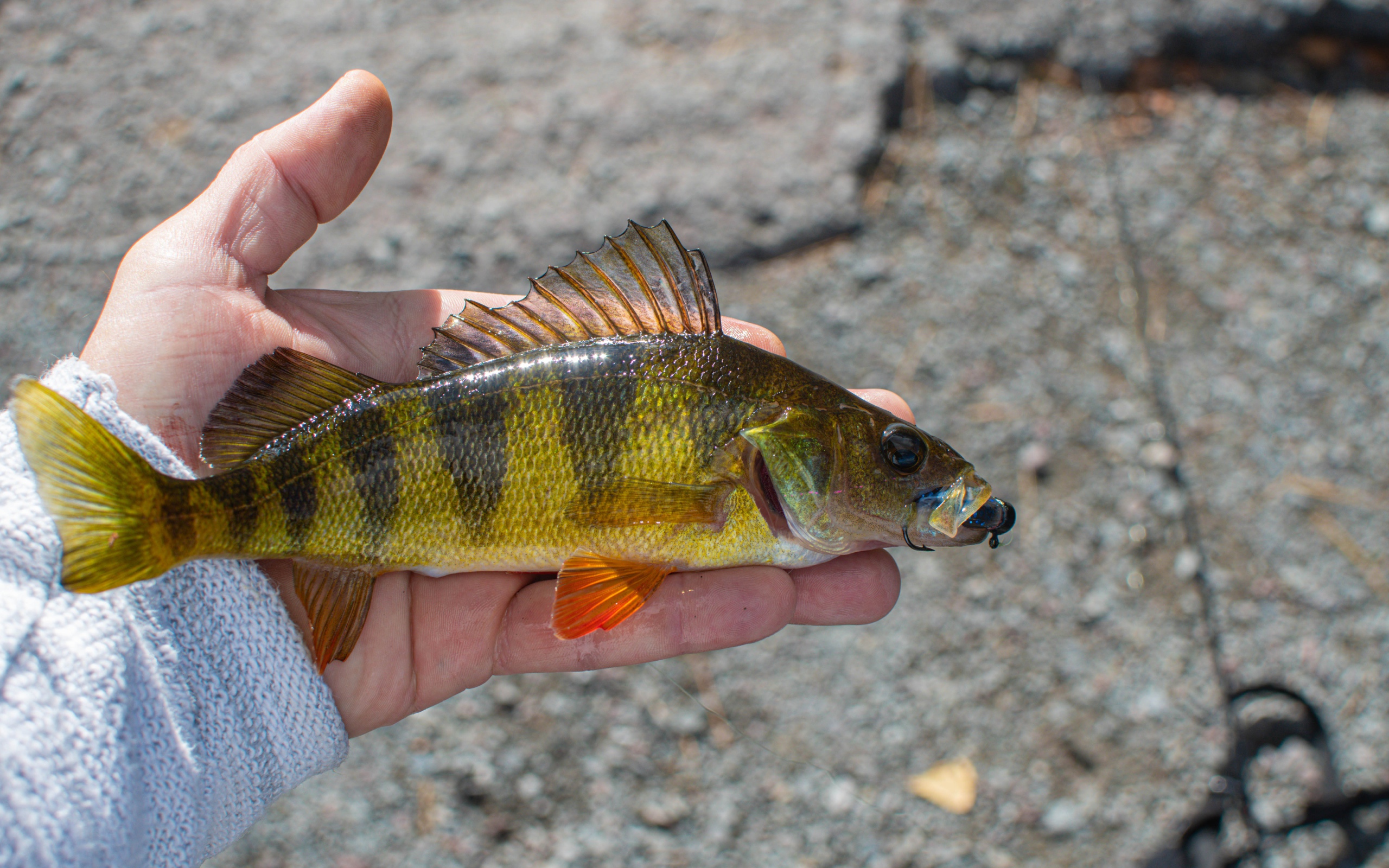 Рыба ерш на руке рыбака