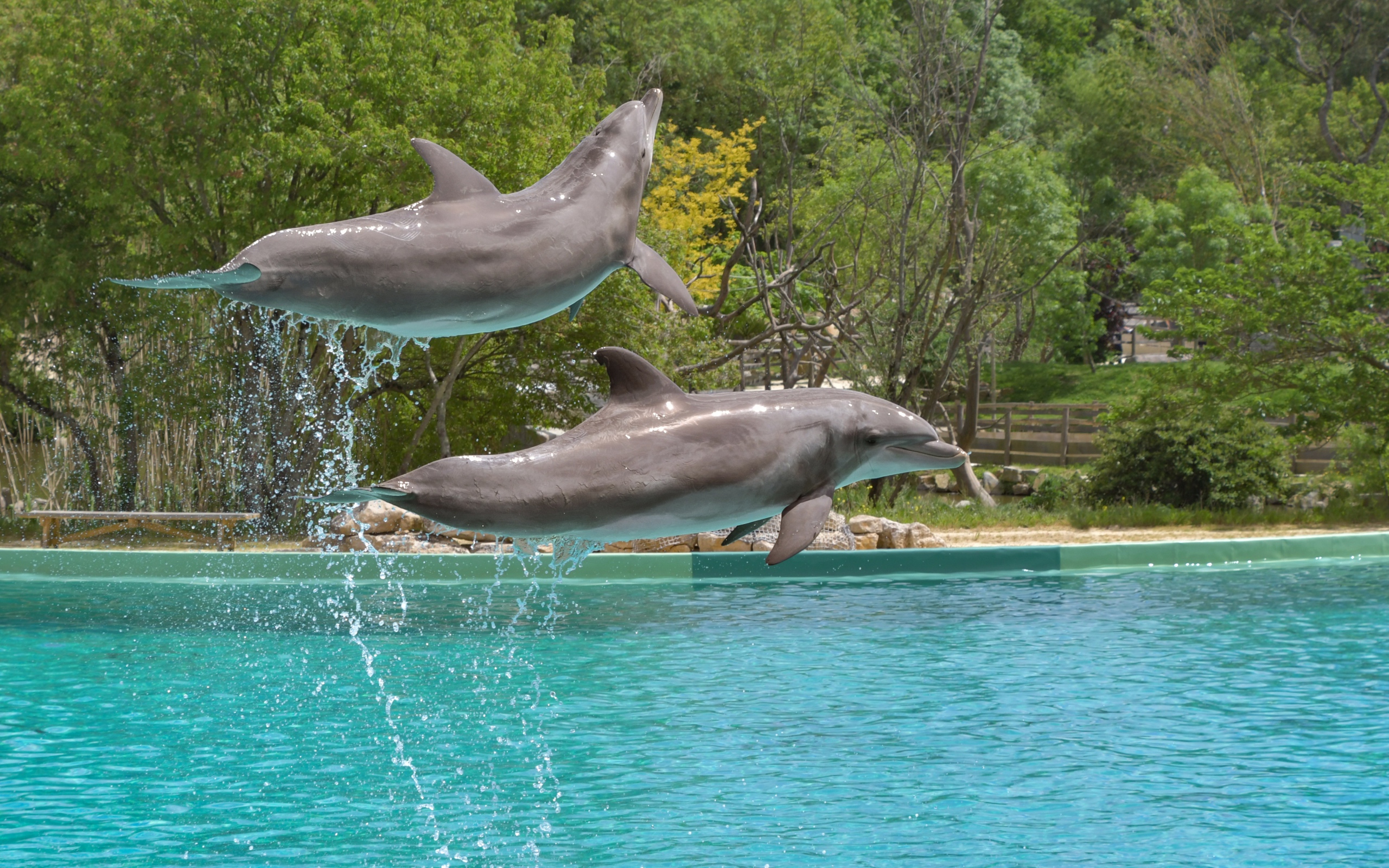 Два больших дельфина выпрыгивают из воды