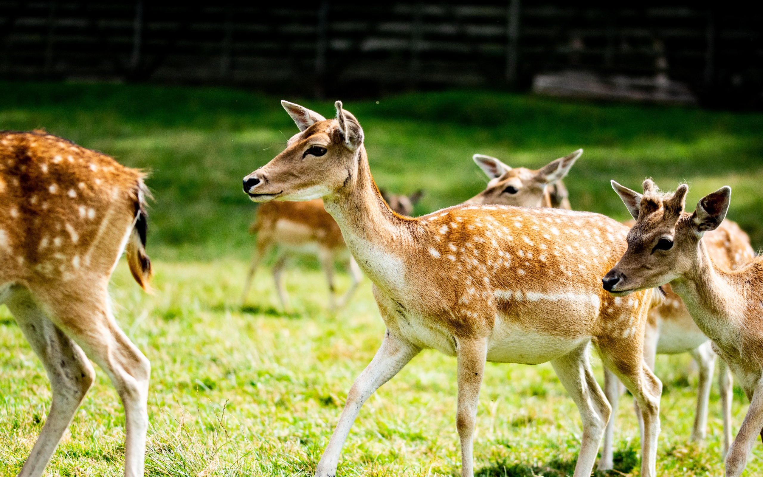 Олени пасутся в загоне на зеленой траве