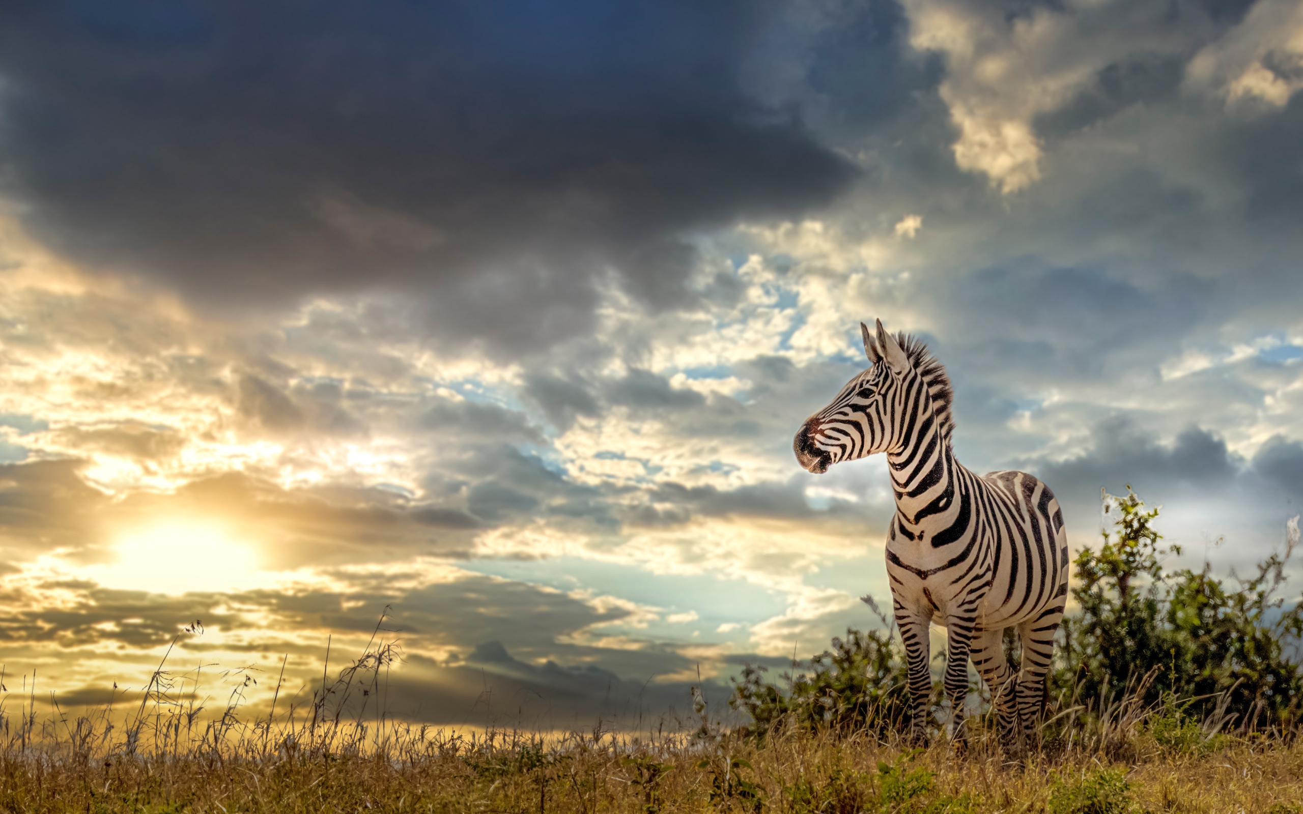 Полосатая зебра на фоне неба на закате