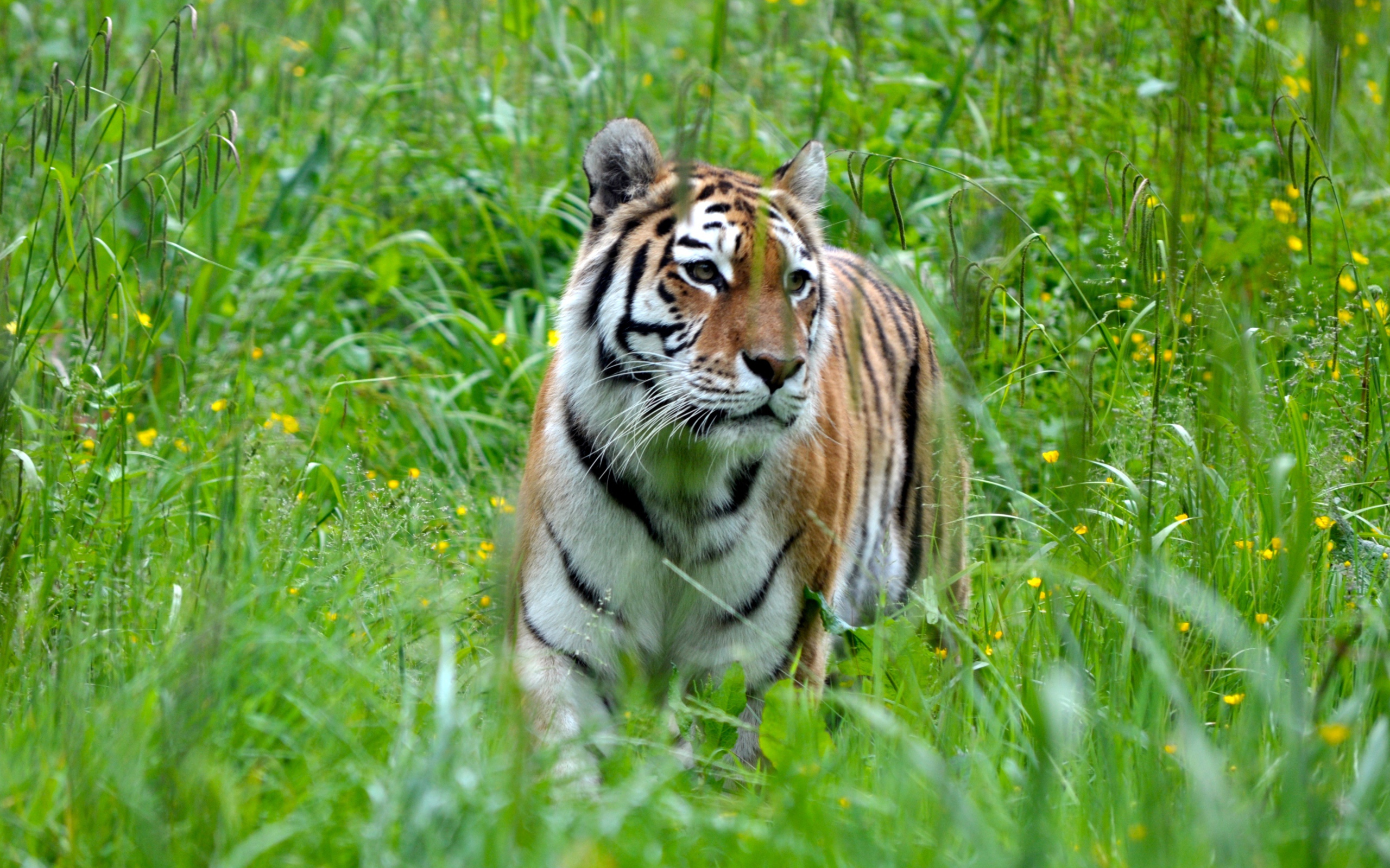 Большой полосатый бенгальский тигр идет по зеленой траве