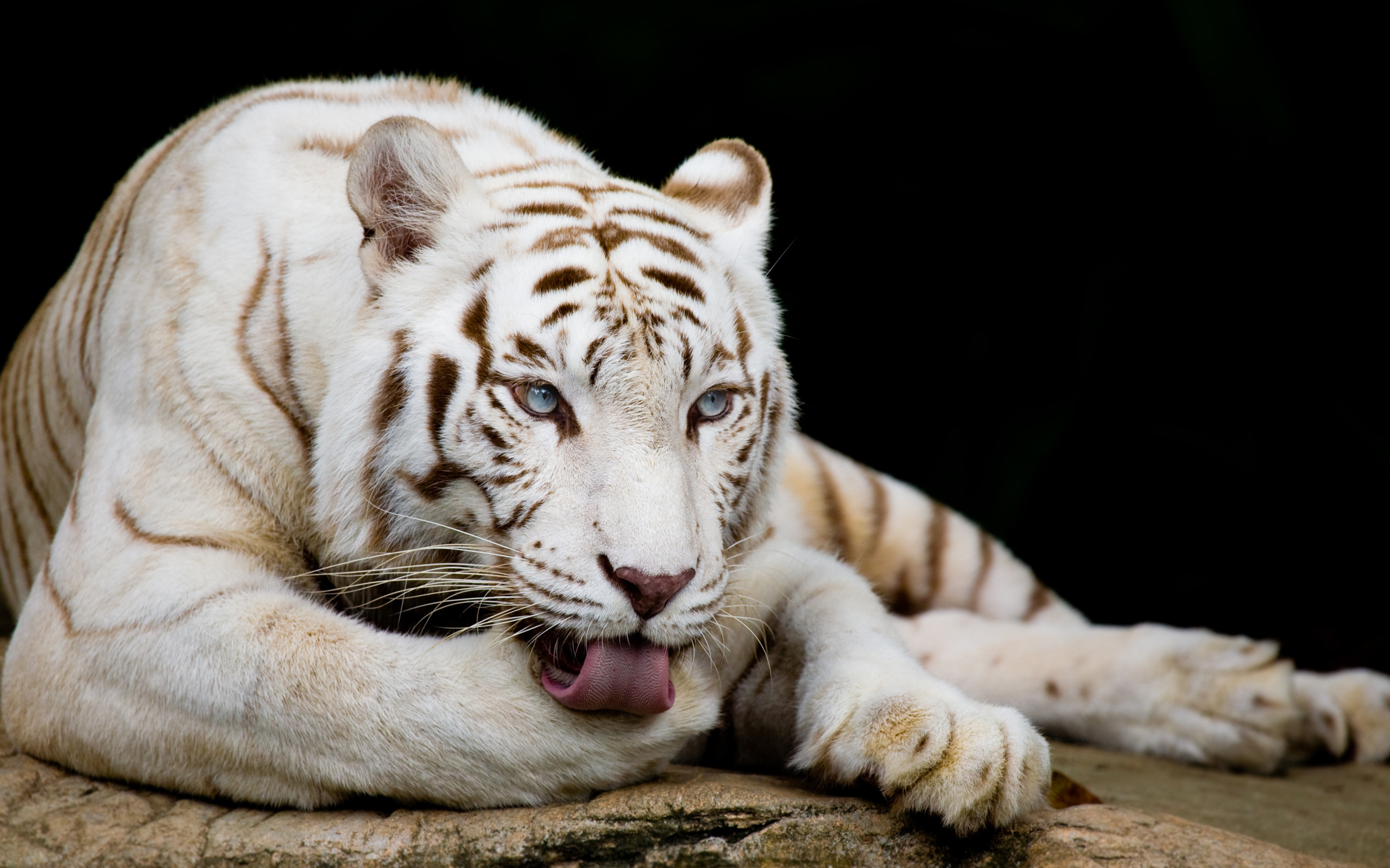 Большой белый голубоглазый бенгальский тигр