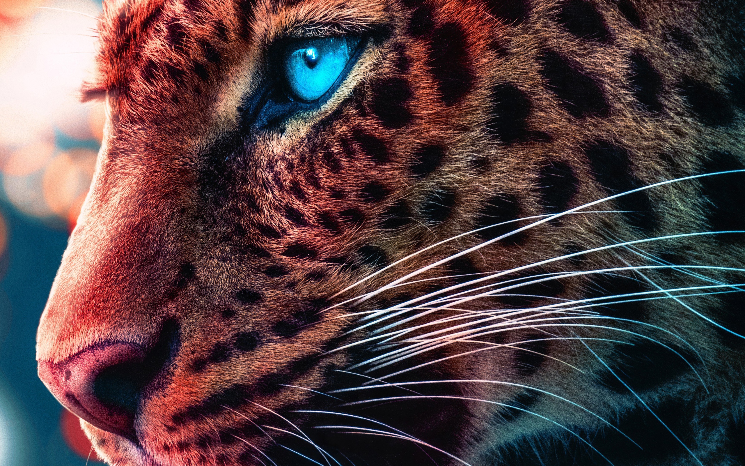 Морда голубоглазого леопарда крупным планом