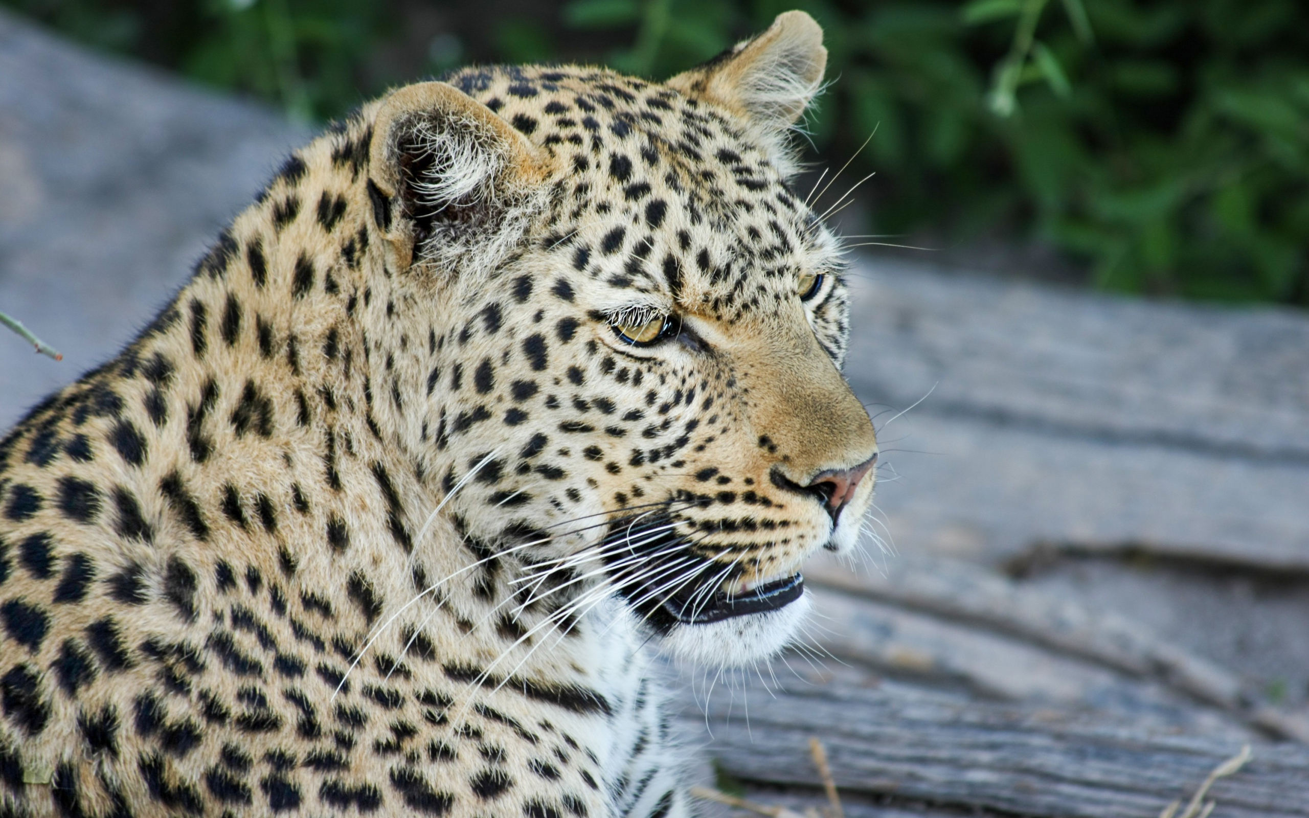 Большой пятнистый леопард отдыхает на земле 