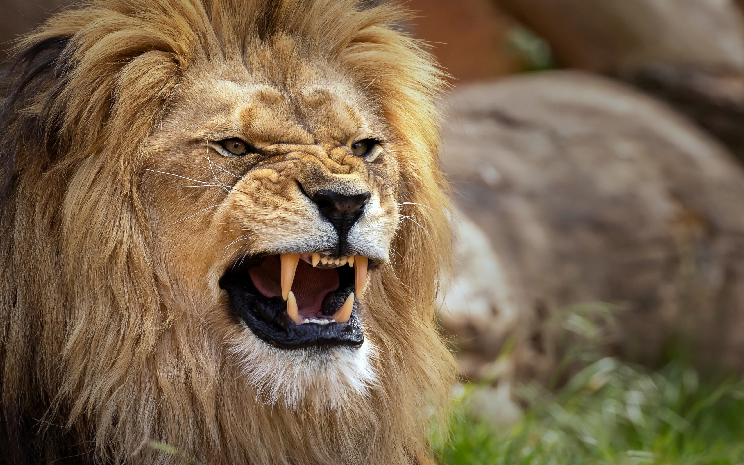 Острые клыки у грозного льва