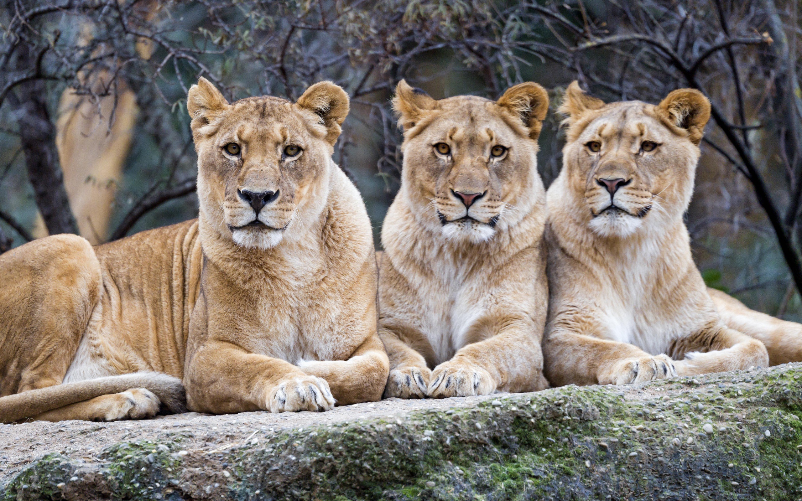 Three big lionesses lie on a stone in a zoo