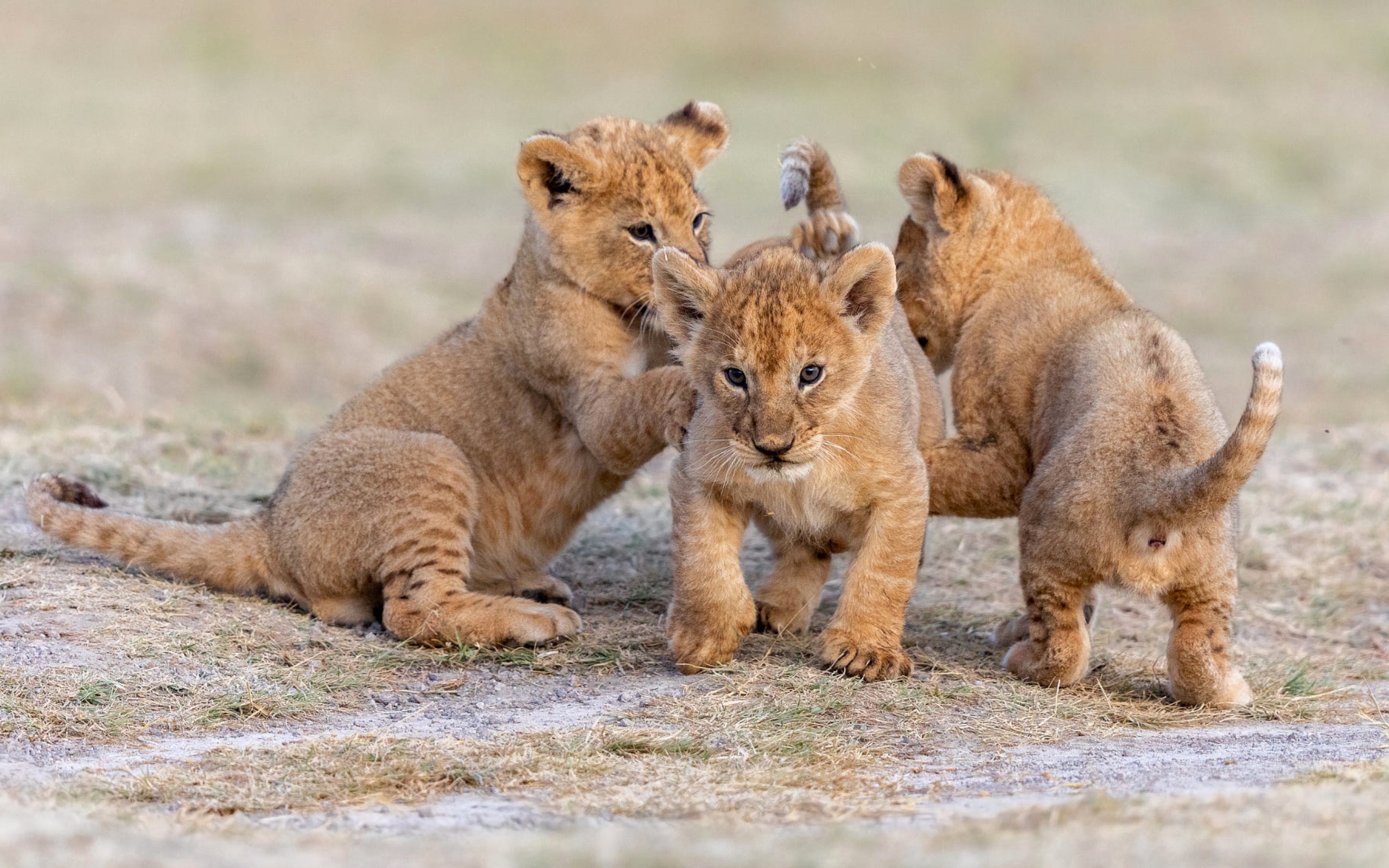 Три маленьких львенка играют на земле