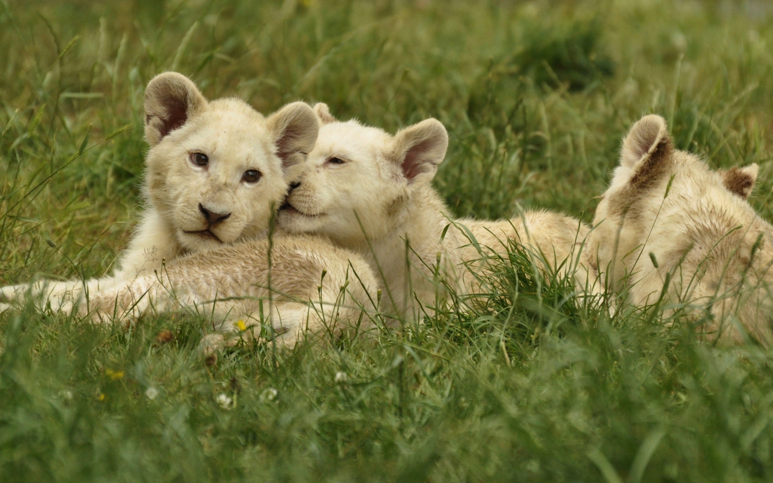 Три маленьких белых львенка лежат на зеленой траве