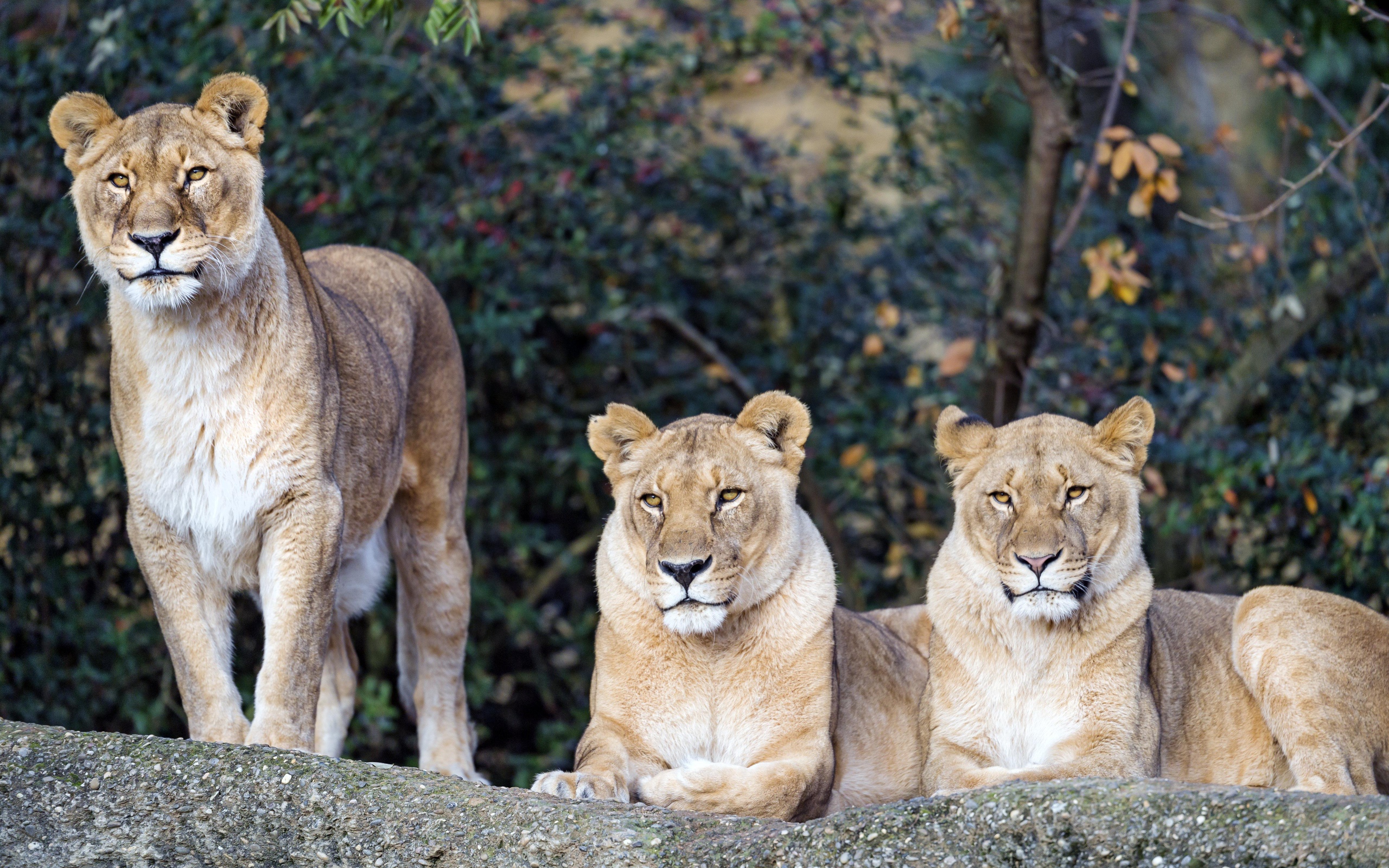 Три величественные львицы отдыхают на солнце