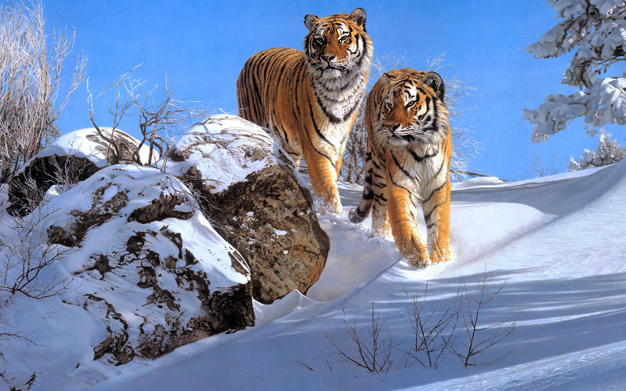 Два больших полосатых тигра в лесу зимой 