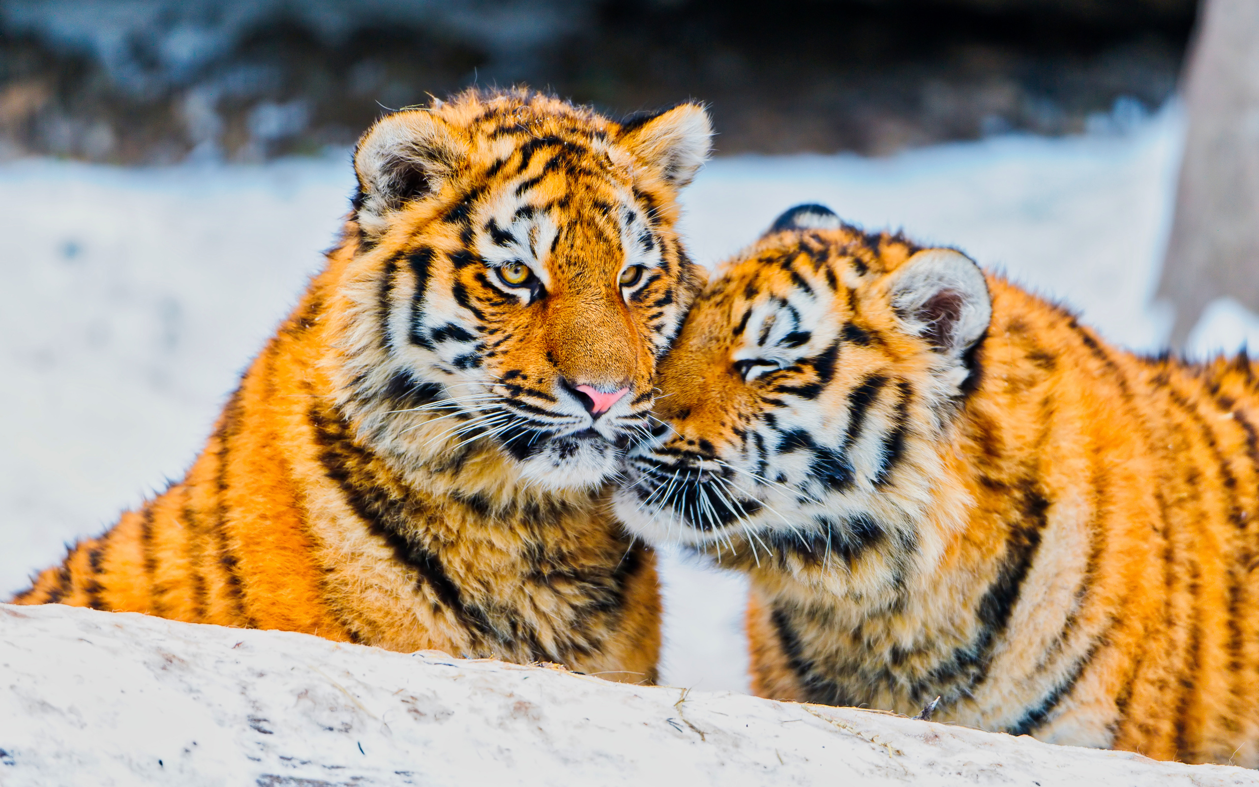 Два влюбленных тигра в заснеженном лесу