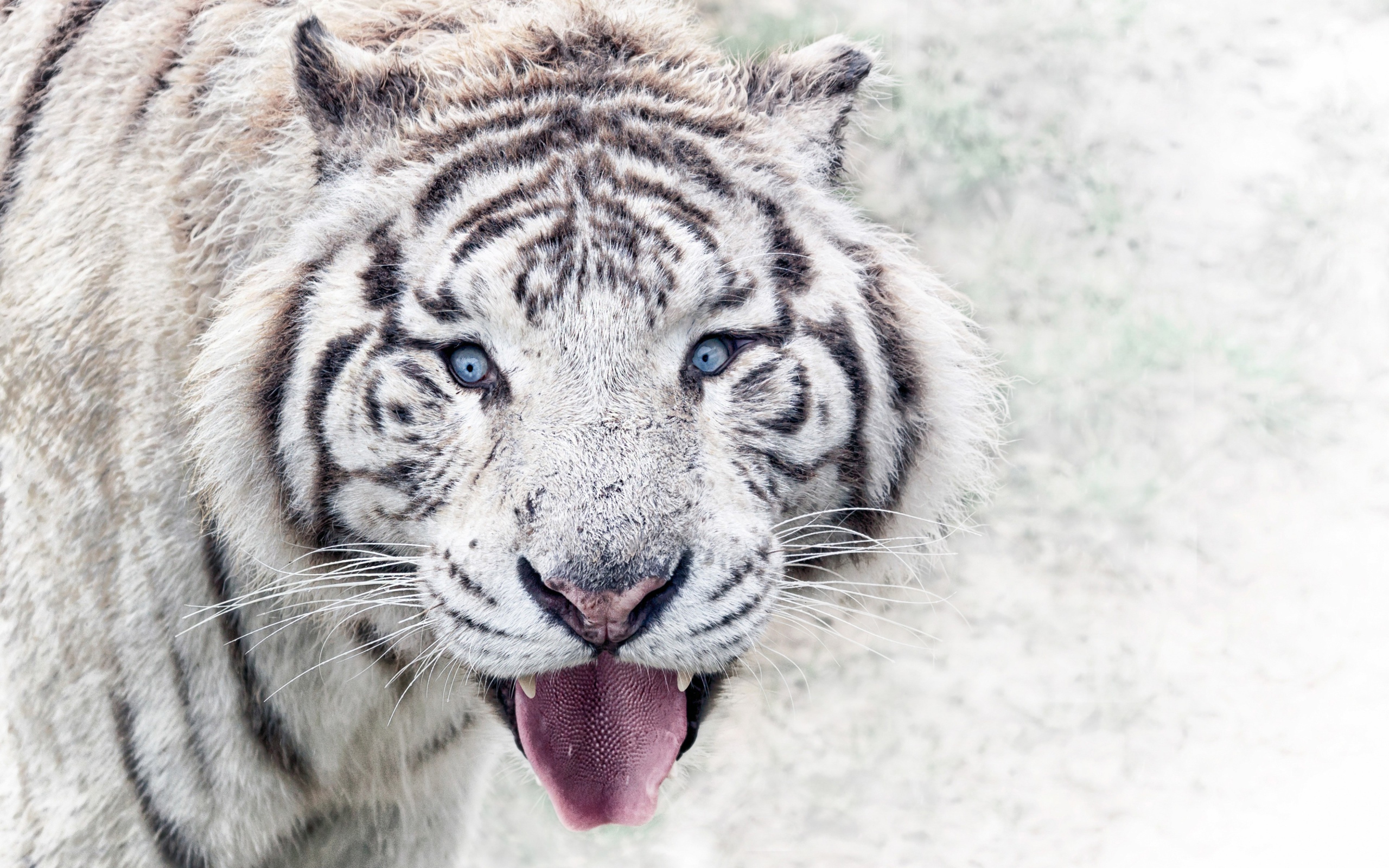 White blue-eyed tiger with a protruding tongue