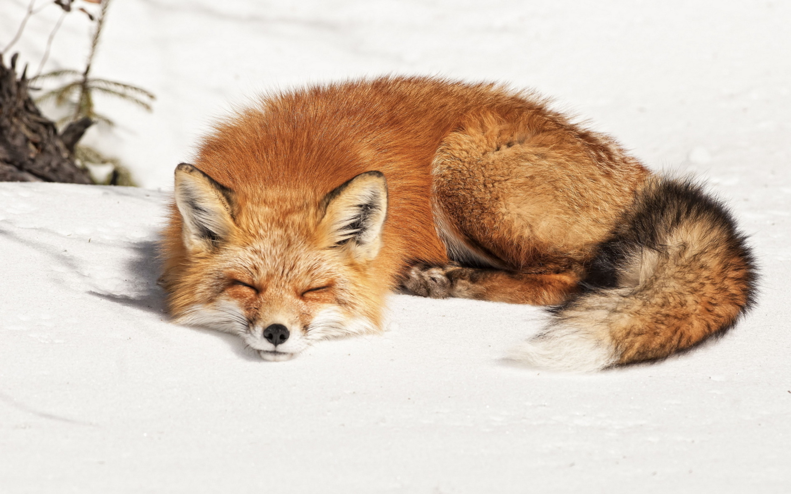 Fluffy red fox sleeps in the cold snow.