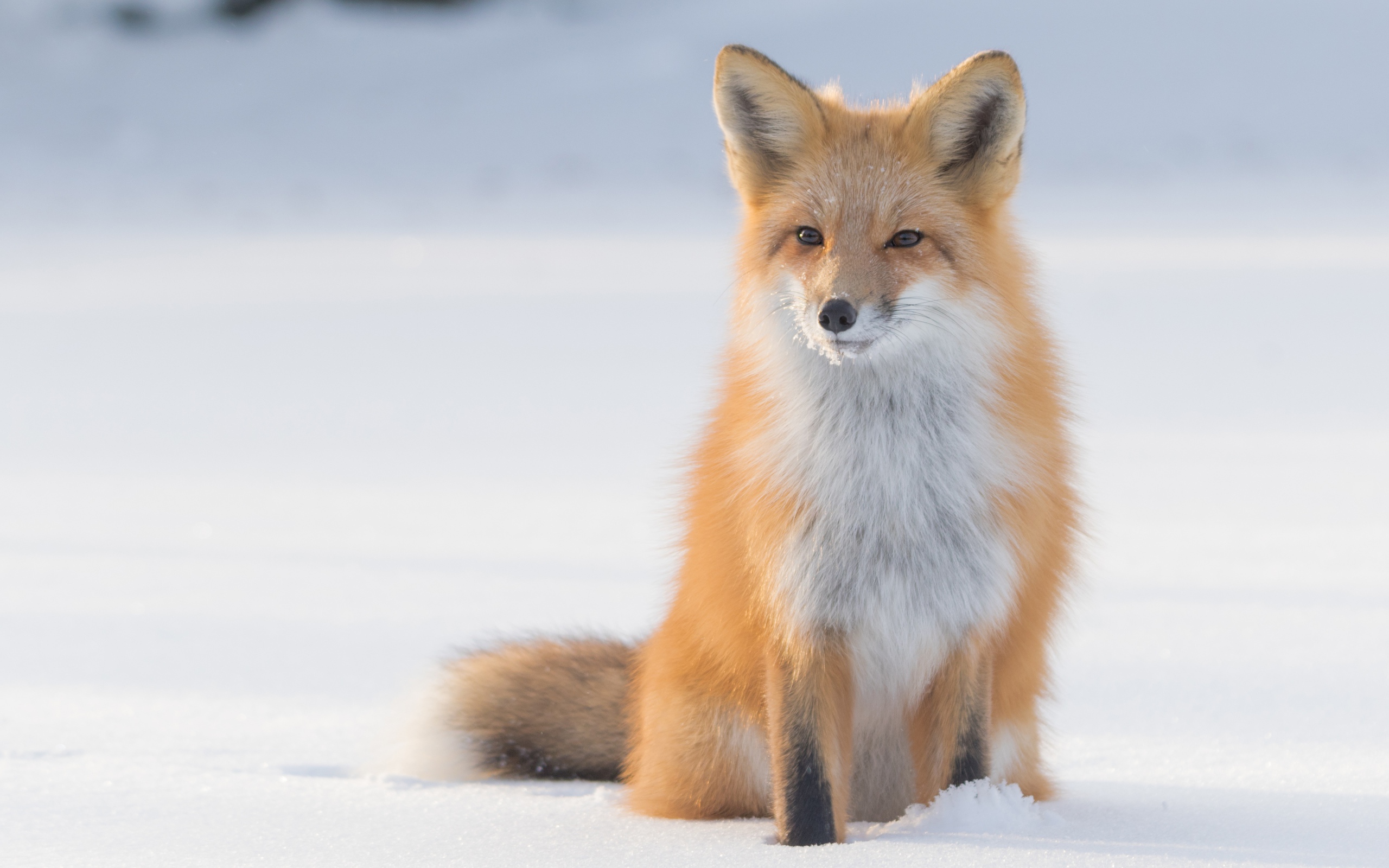 Wise red fox sits in the cold snow