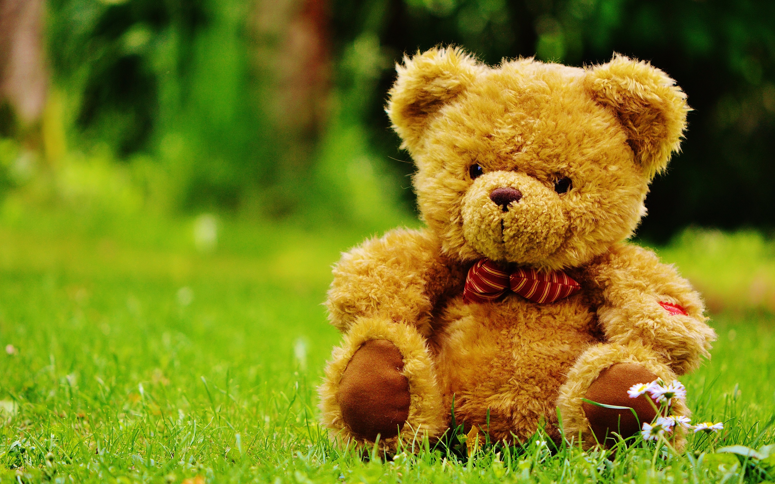 Красивый плюшевый медведь на зеленой траве 