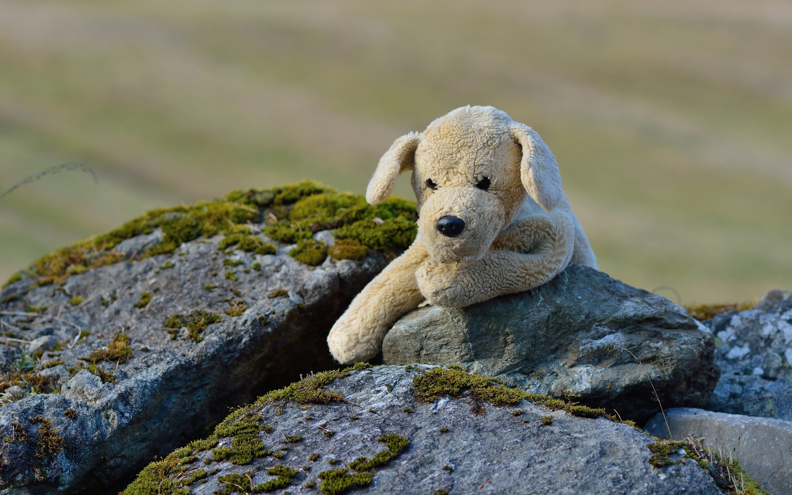 Игрушечная собака лежит на камне  