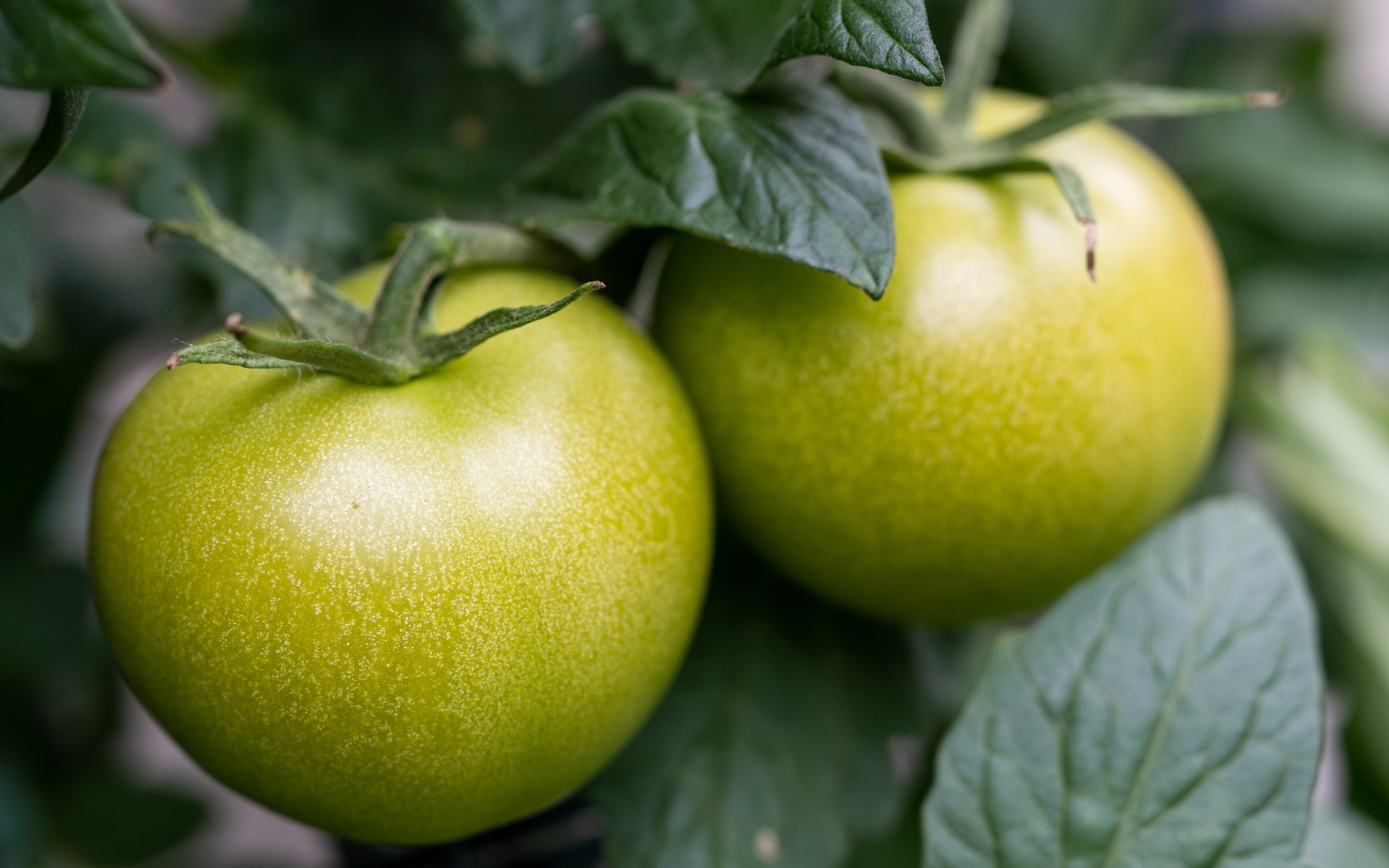 Два зеленых помидора на грядке