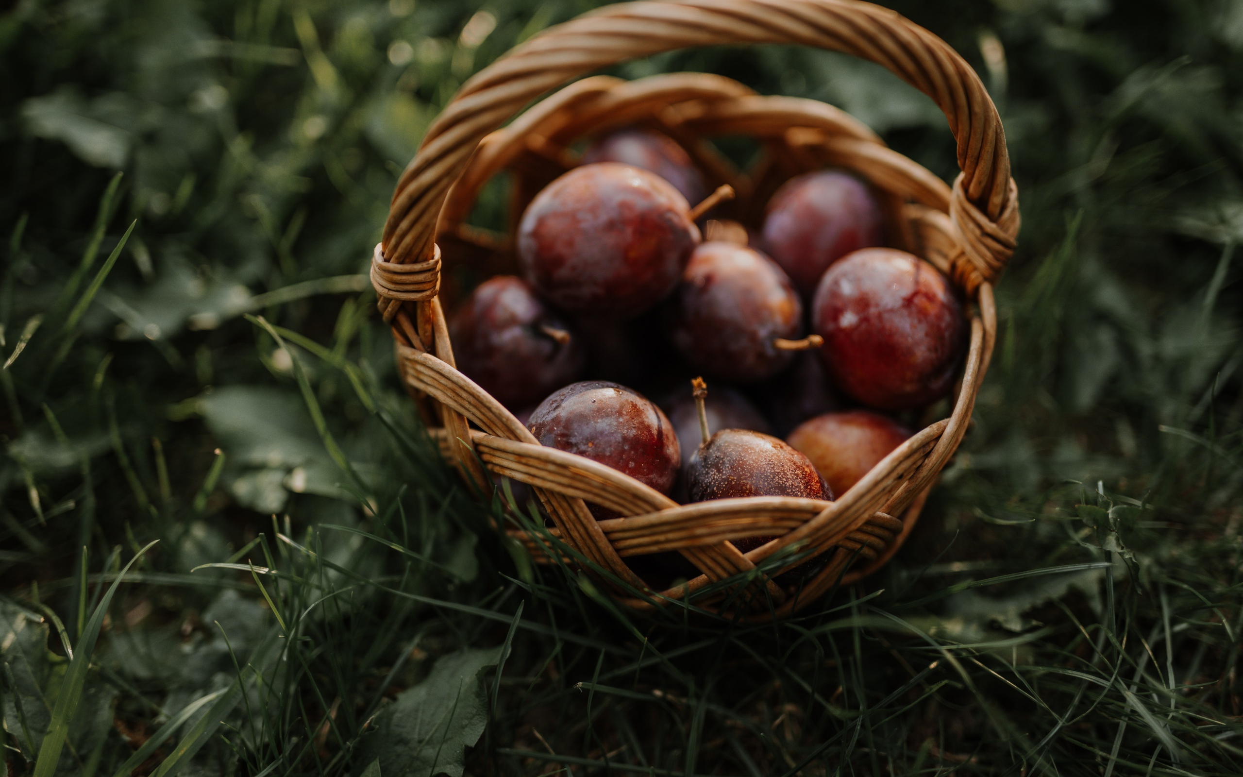 Корзина розовых слив стоит на траве