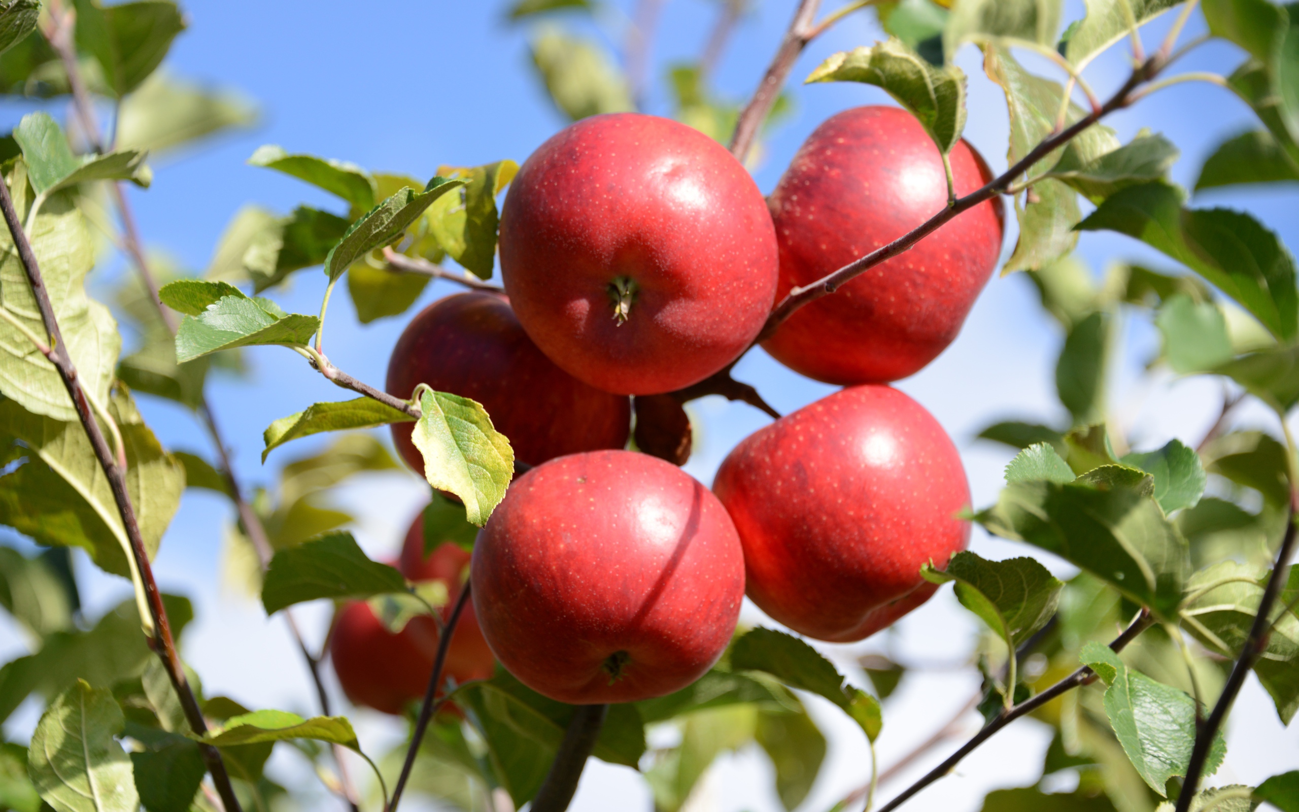 Много красных яблок в зеленых листьях 
