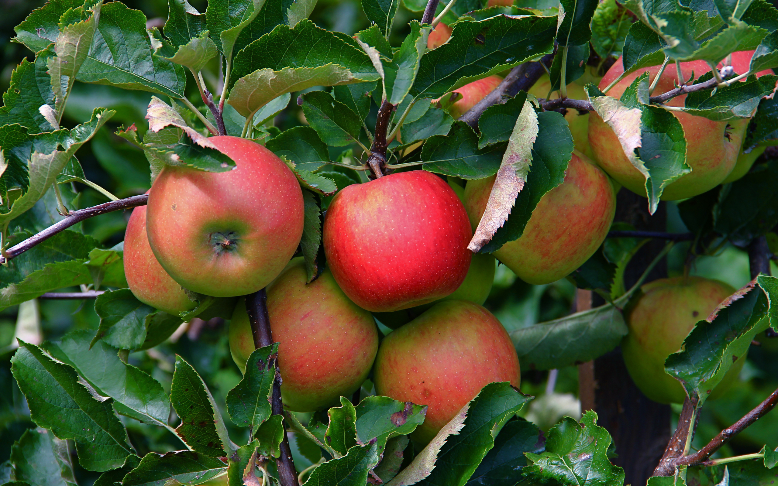 Много спелых сладких яблок на ветке в листьях 