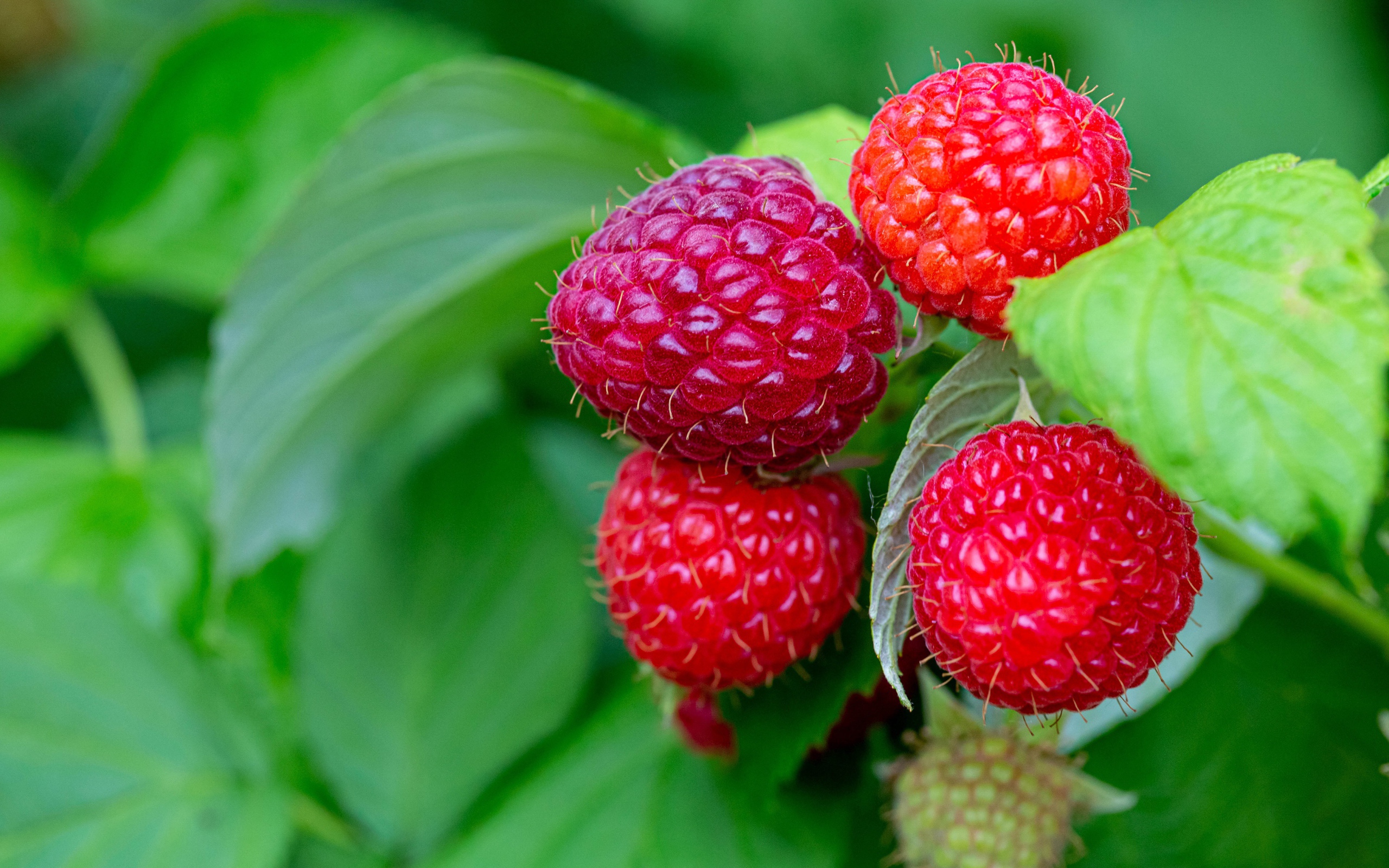 Спелая сочная красная малина на ветке 