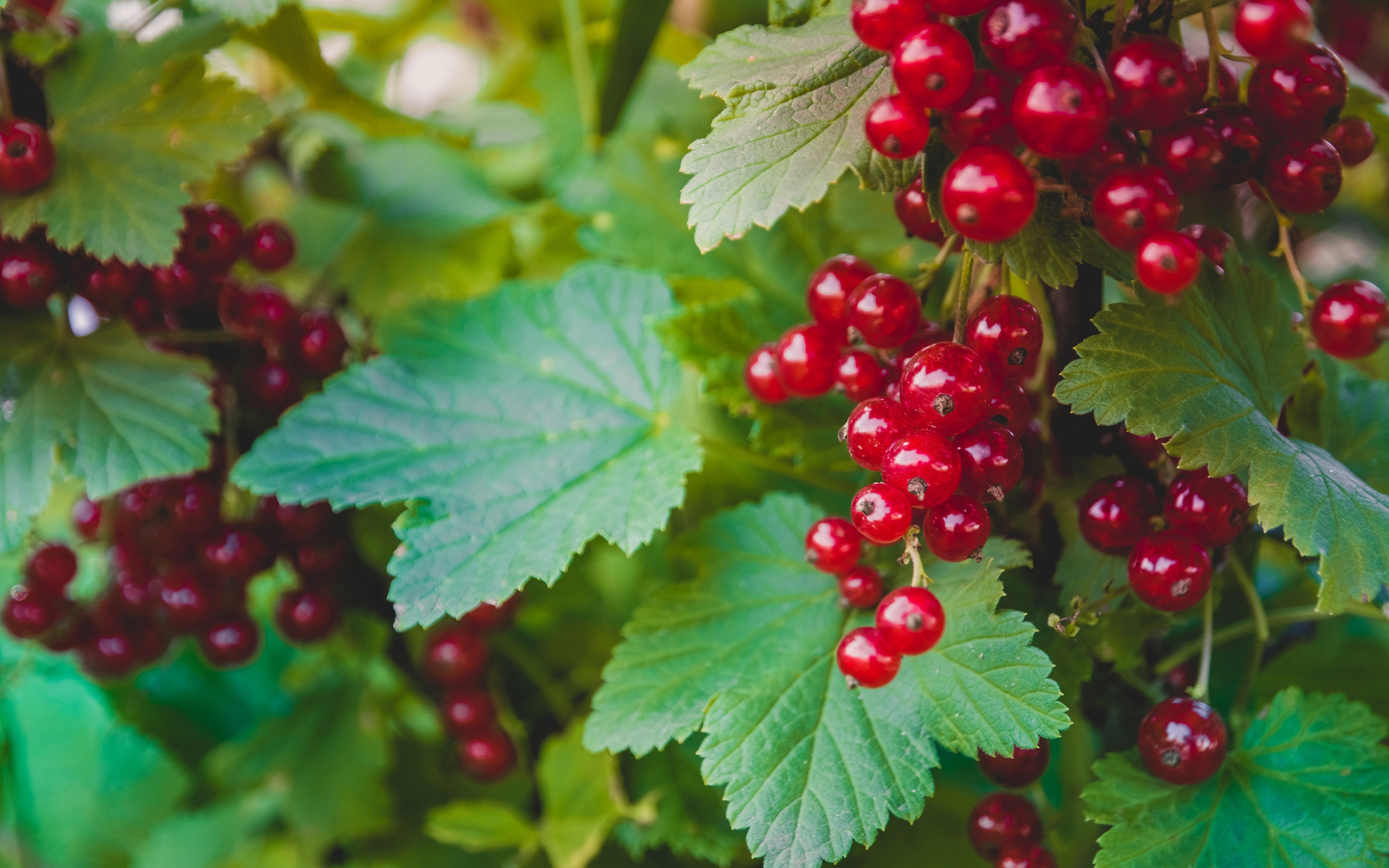 Спелая красная смородина с зелеными листьями на кусту