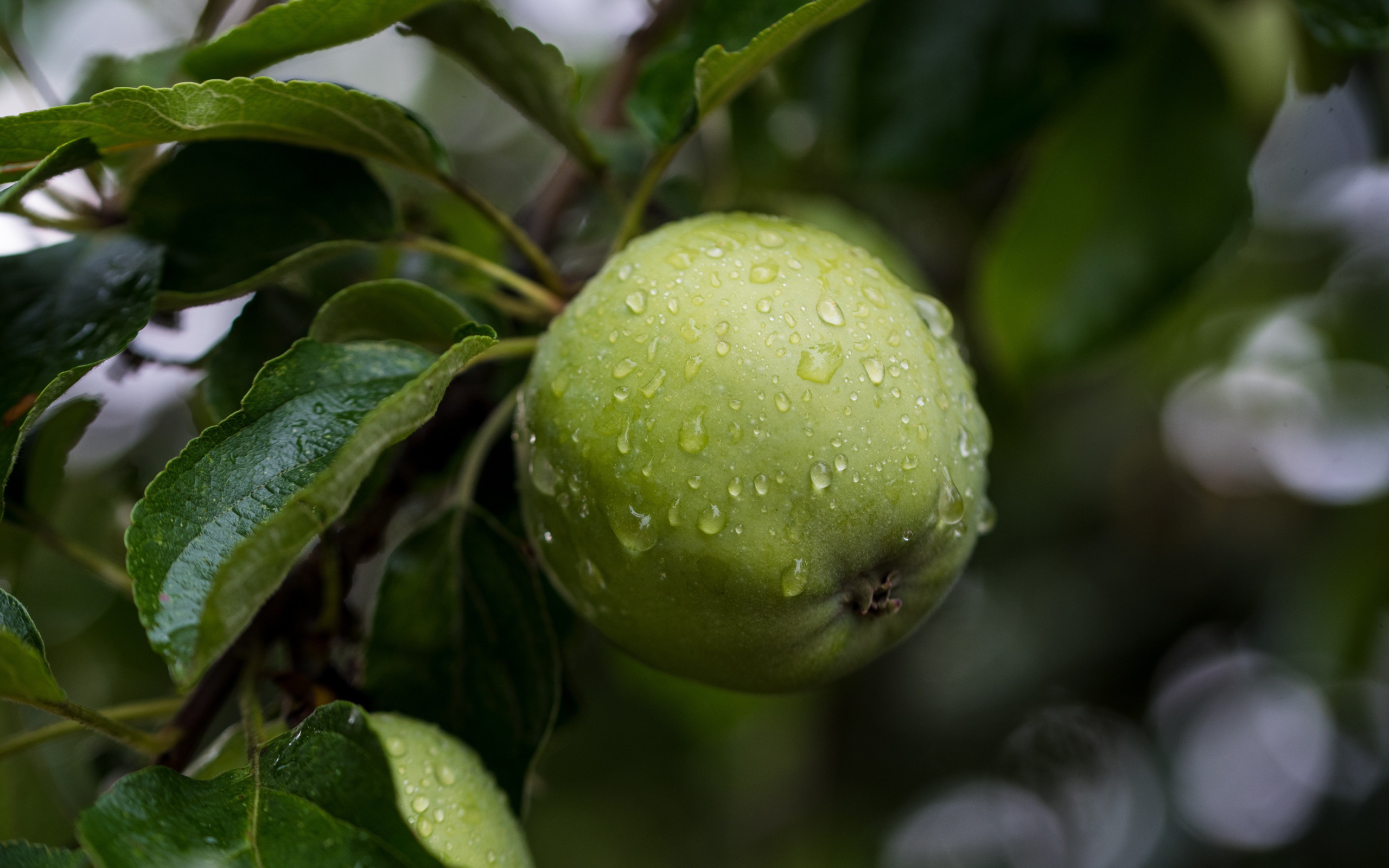 Мокрое зеленое яблоко с листьями на дереве 