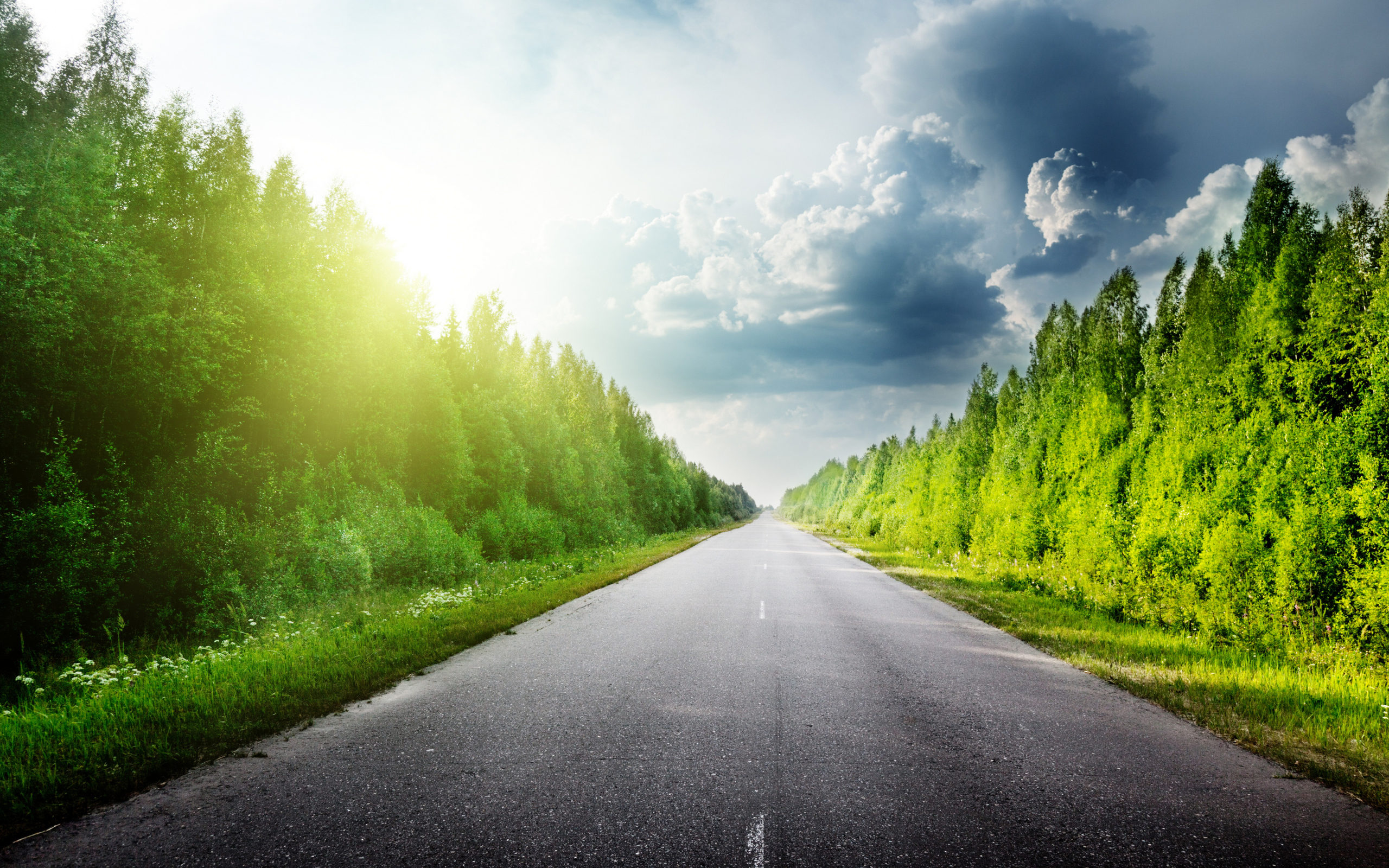 Зеленые деревья в лучах солнца у дороги