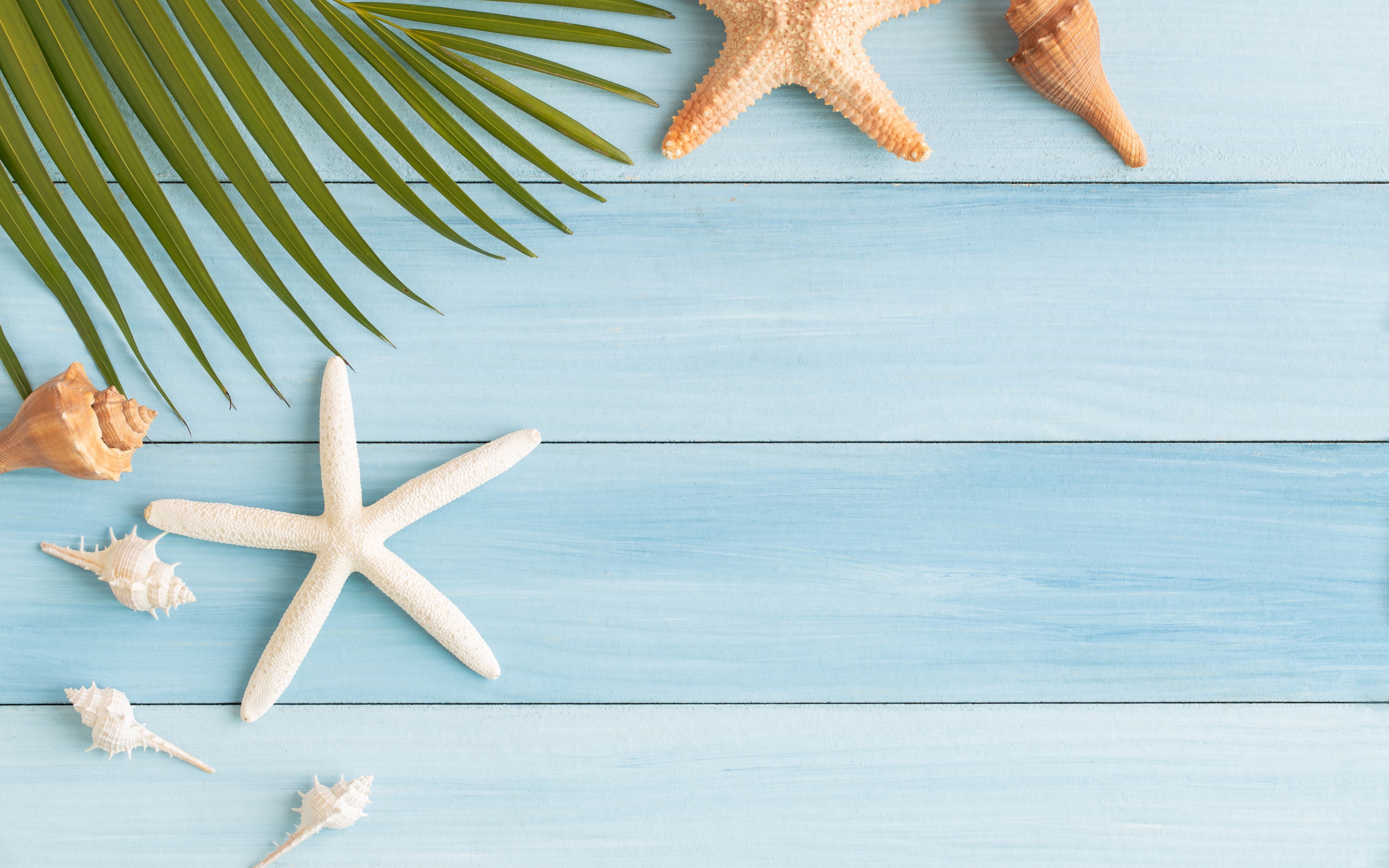 Palm leaf on table with seashells and starfish
