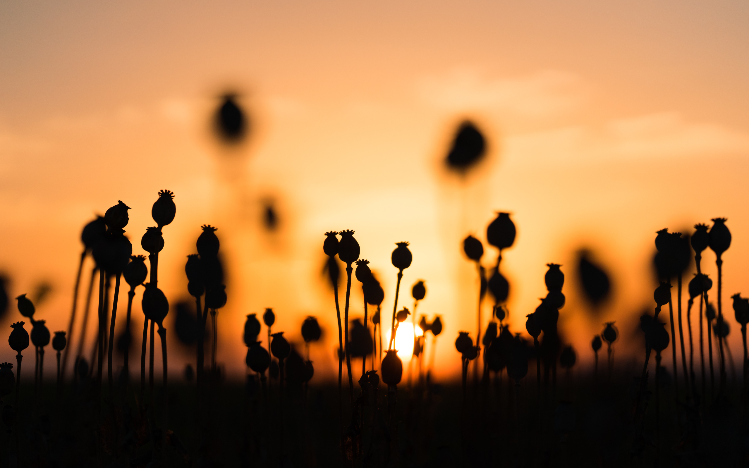 Коробочки мака в поле на рассвете 