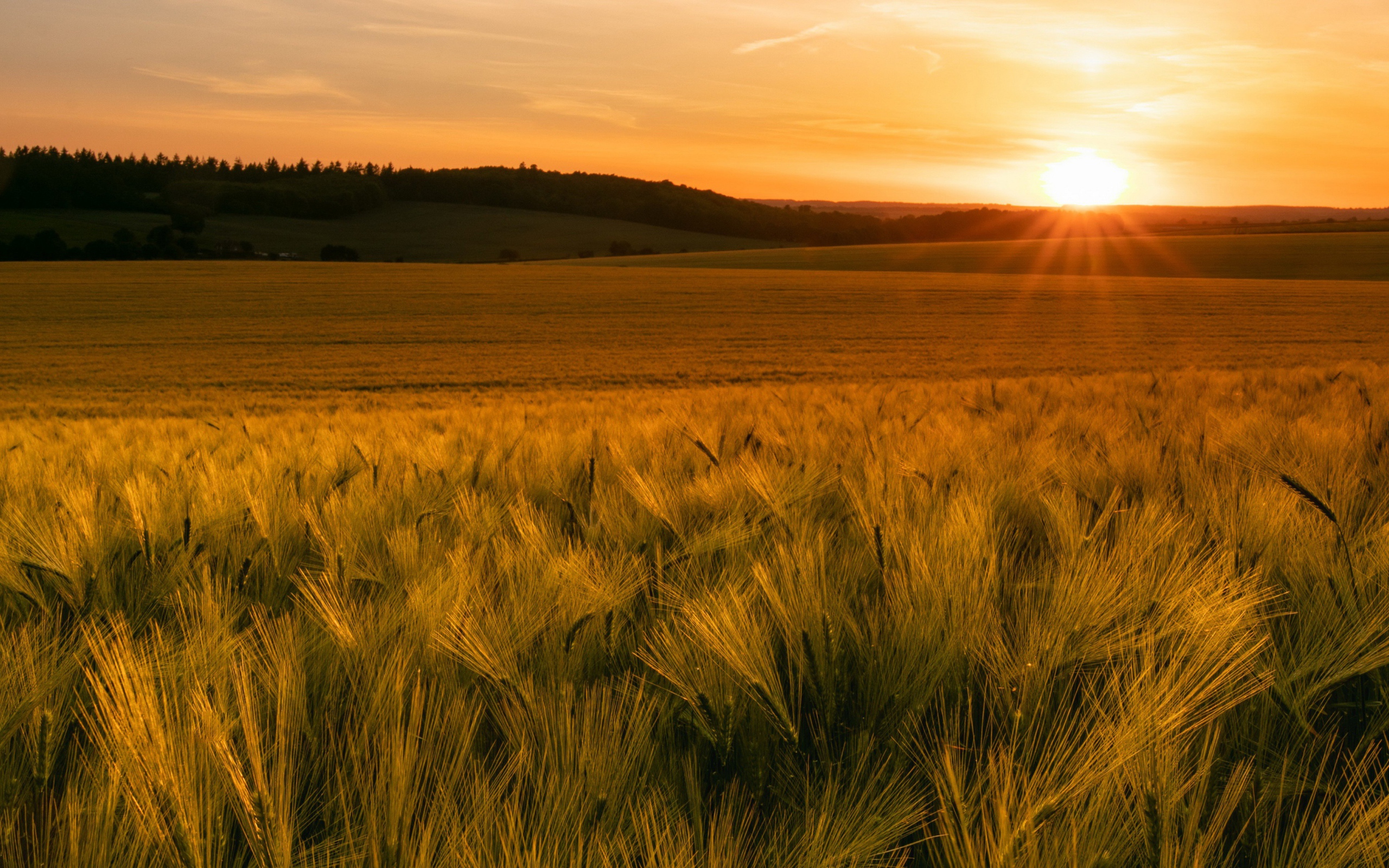 Зеленые колосья пшеницы в лучах яркого солнца 