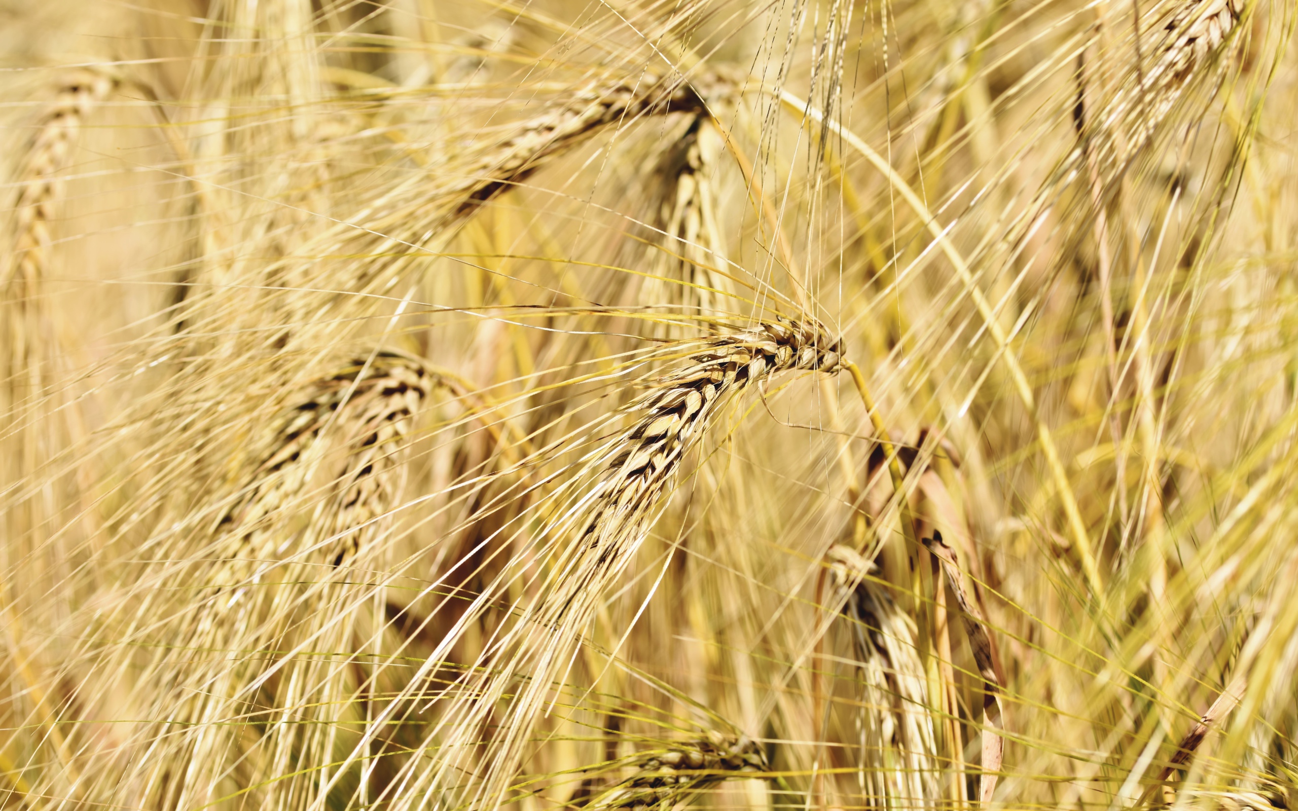 Спелые колосья пшеницы крупным планом