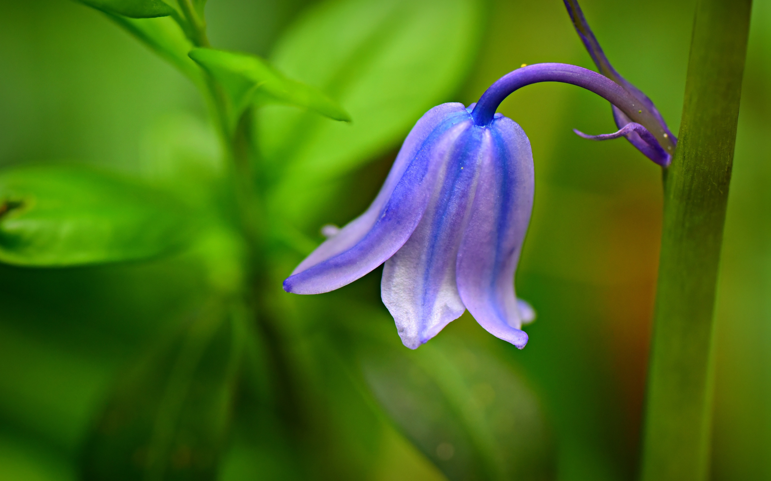 Красивый синий колокольчик крупным планом