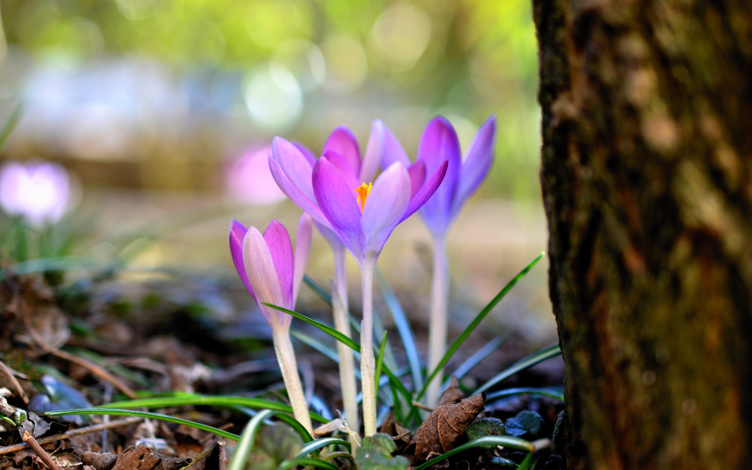 Красивые нежные сиреневые крокусы у дерева весной