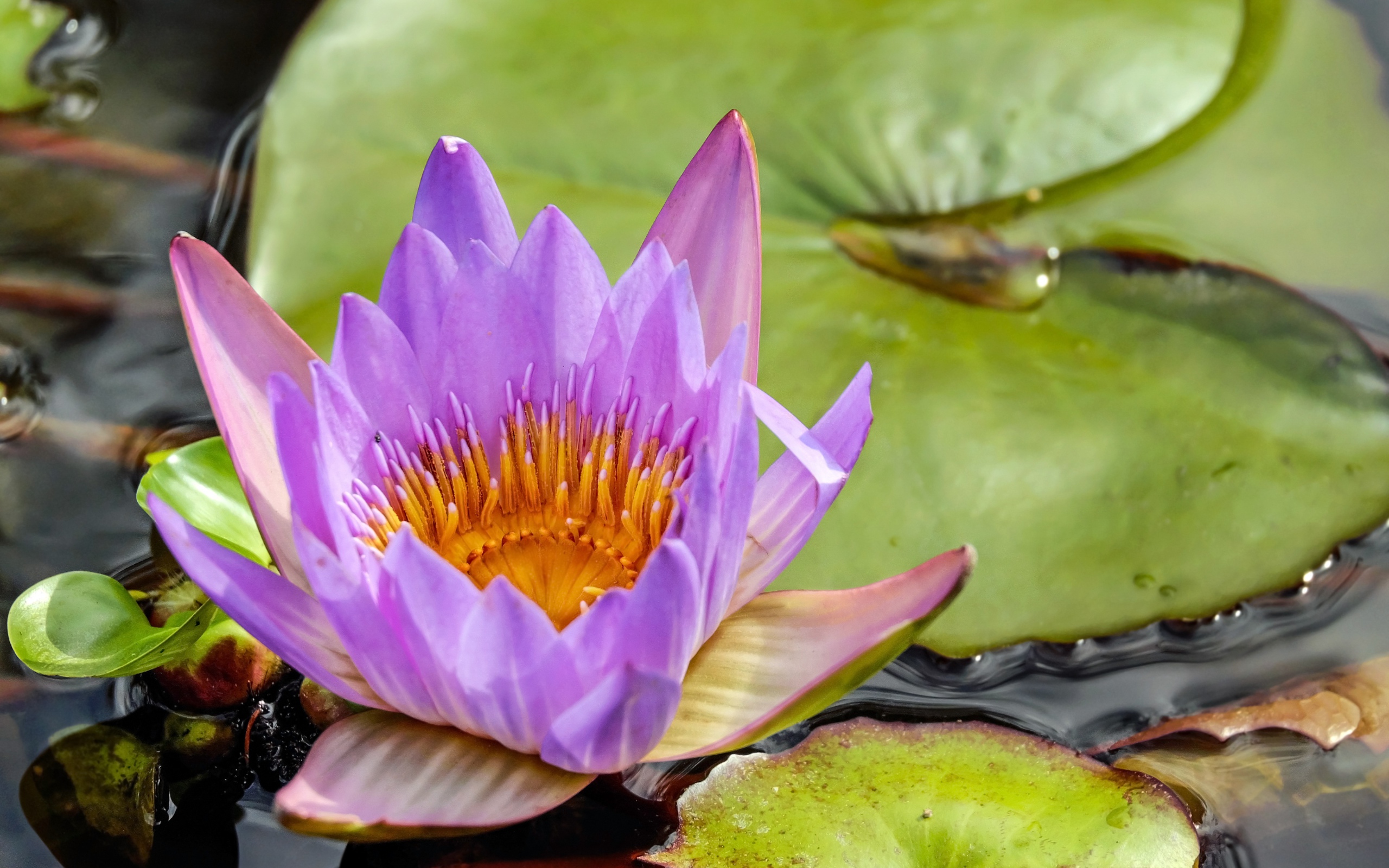 Красивый сиреневый цветок водяной лилии с зелеными листьями