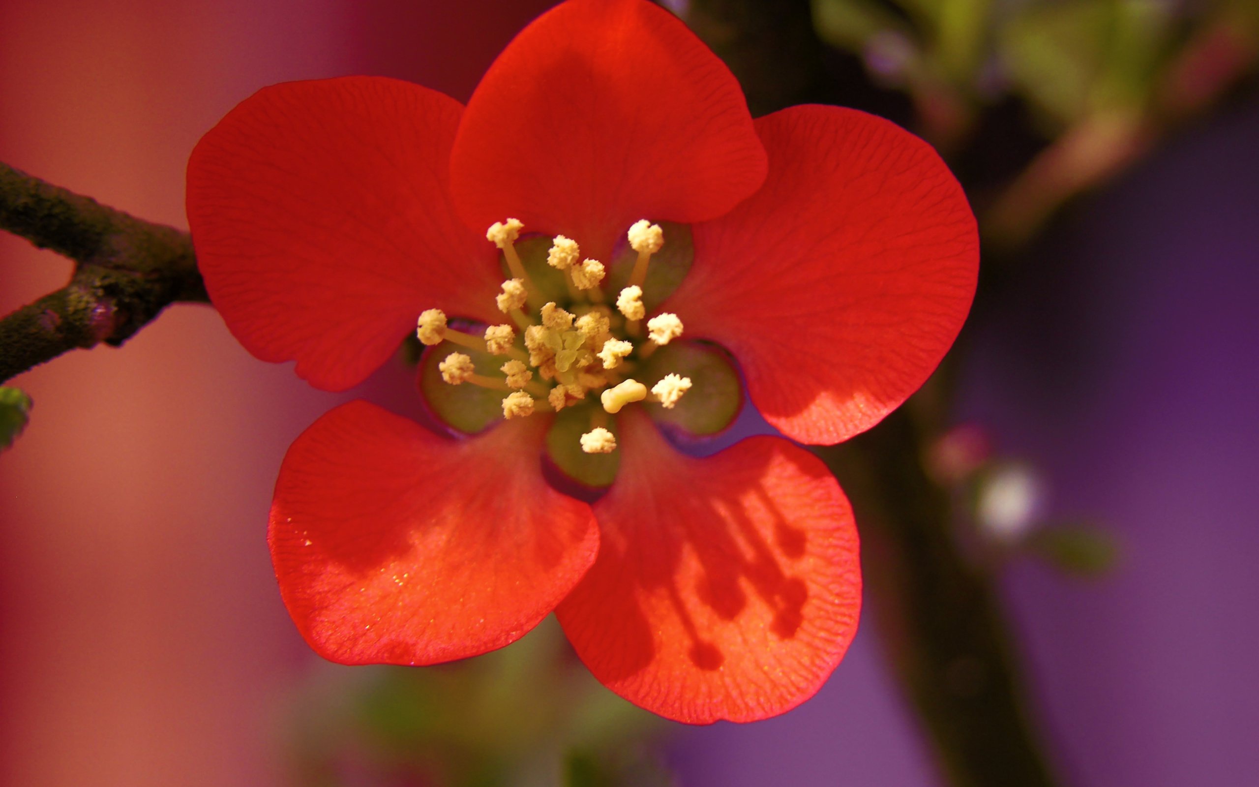 Красивый маленький красный цветок на ветке крупным планом