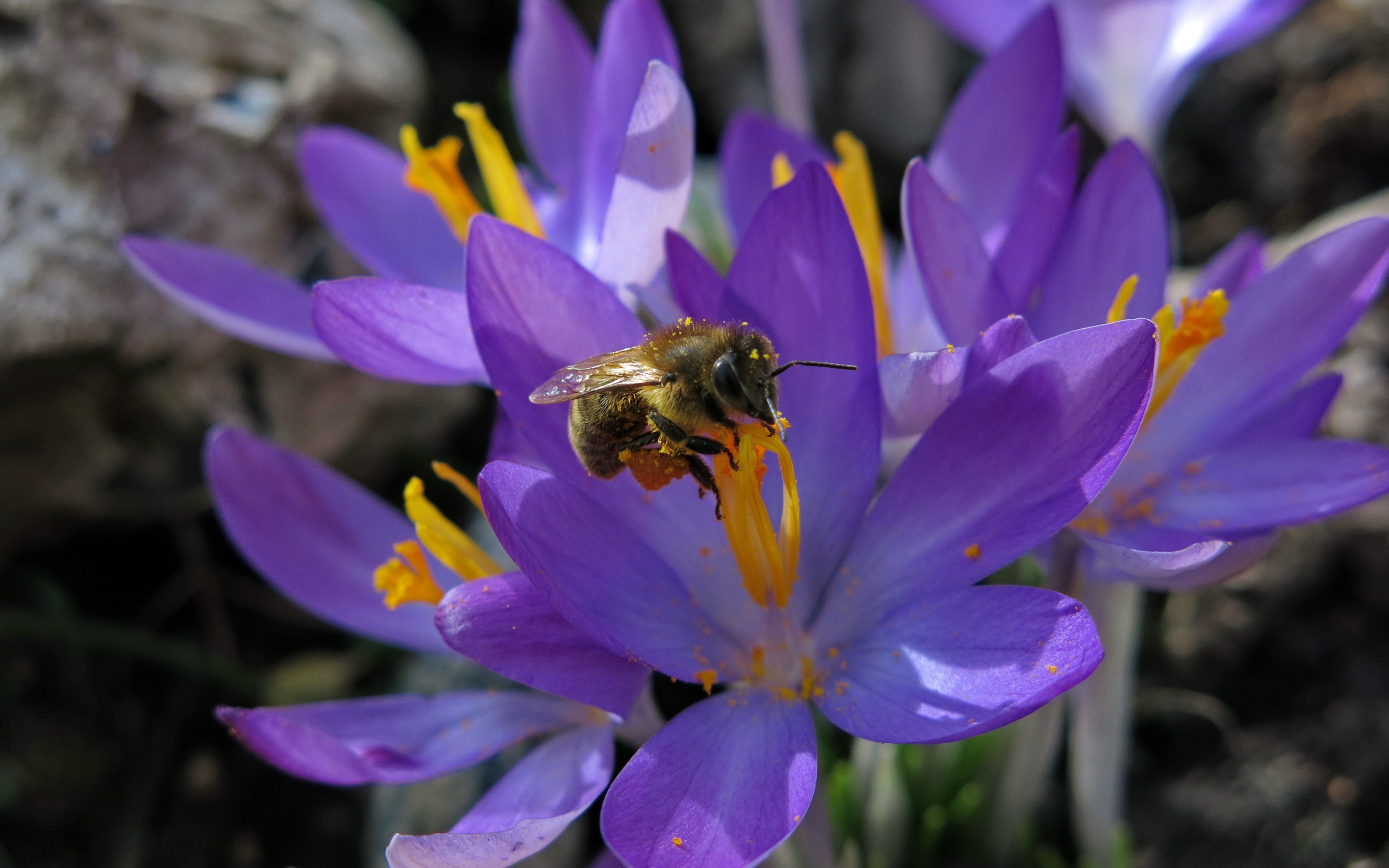 Красивые маленькие нежные сиреневые крокусы с пчелой 