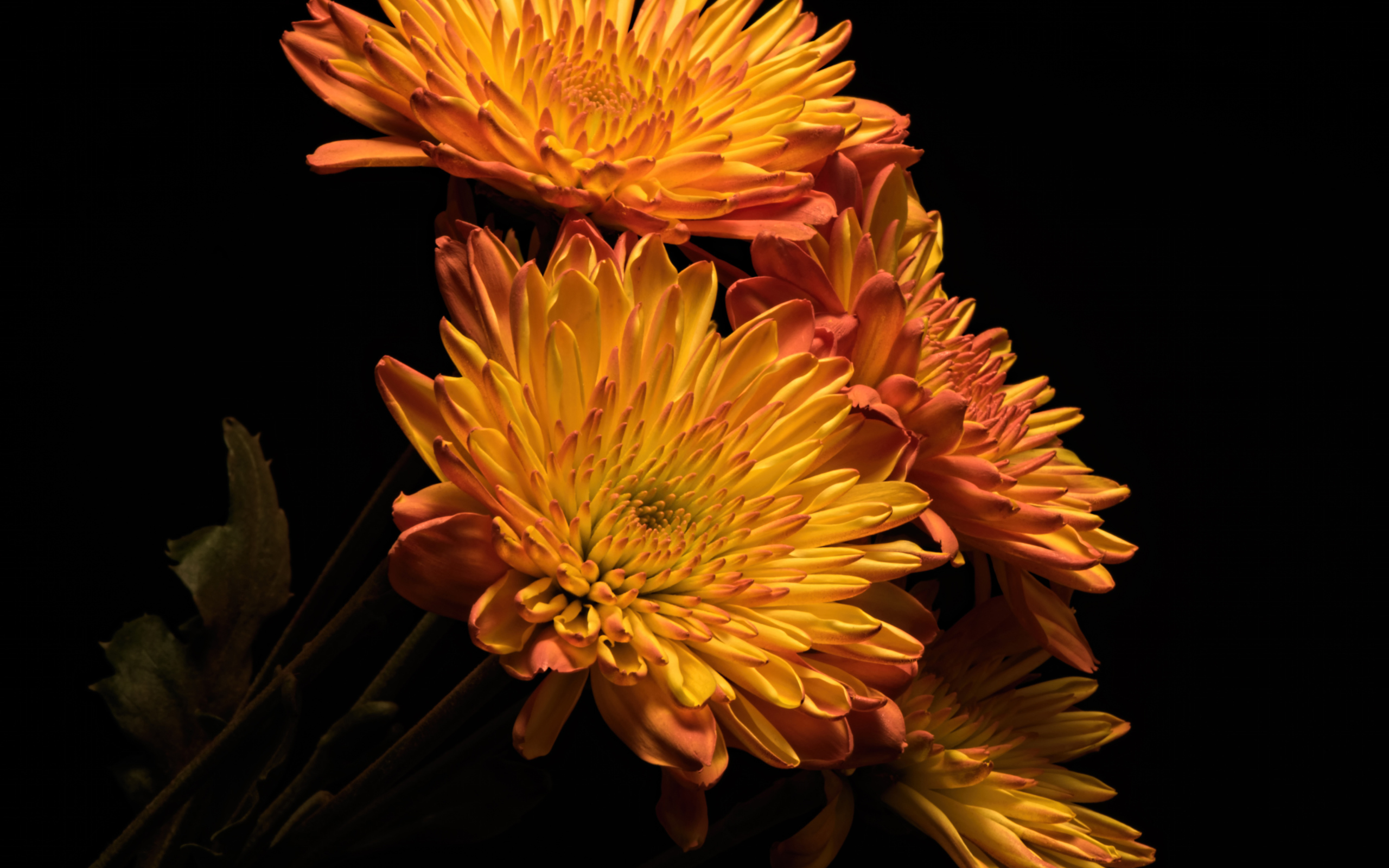 Красивые оранжевые хризантемы на черном фоне