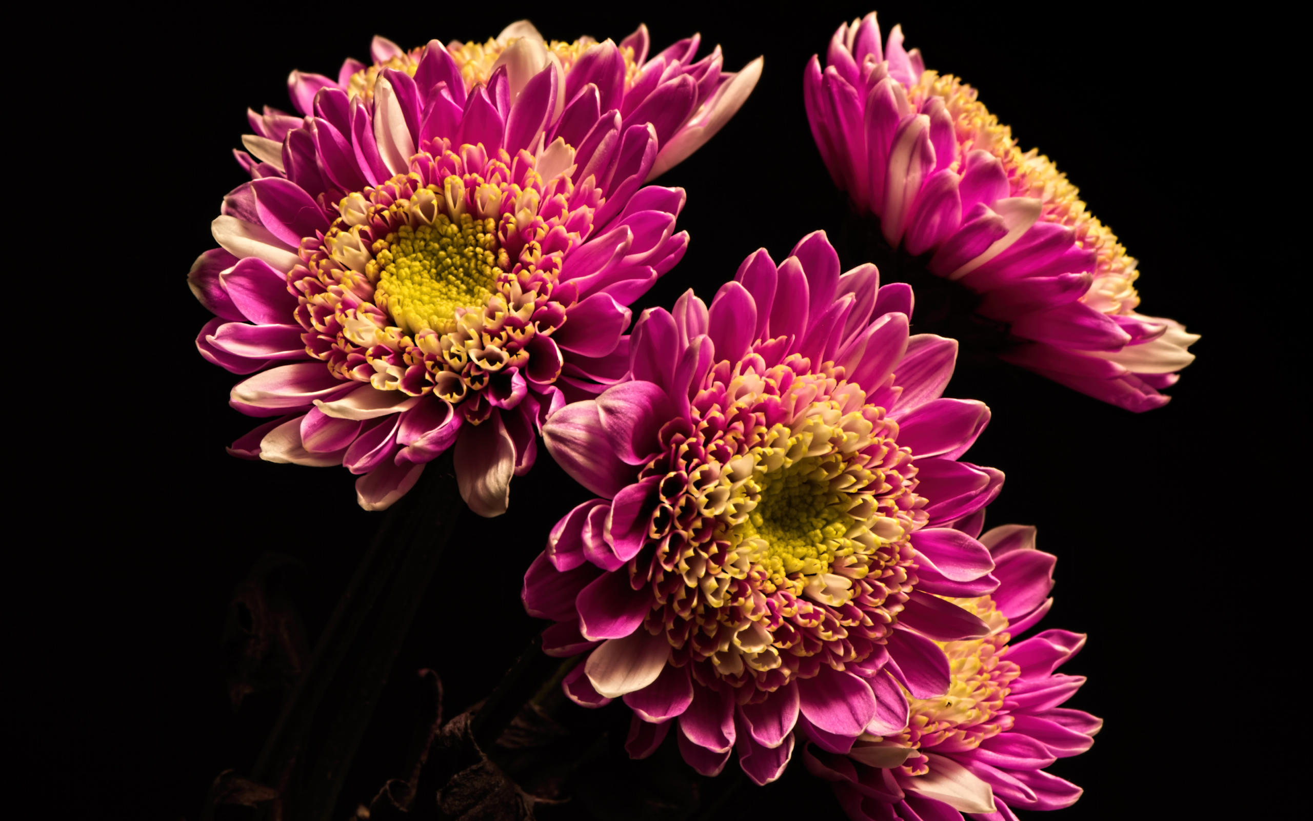 Красивые розовые хризантемы на черном фоне