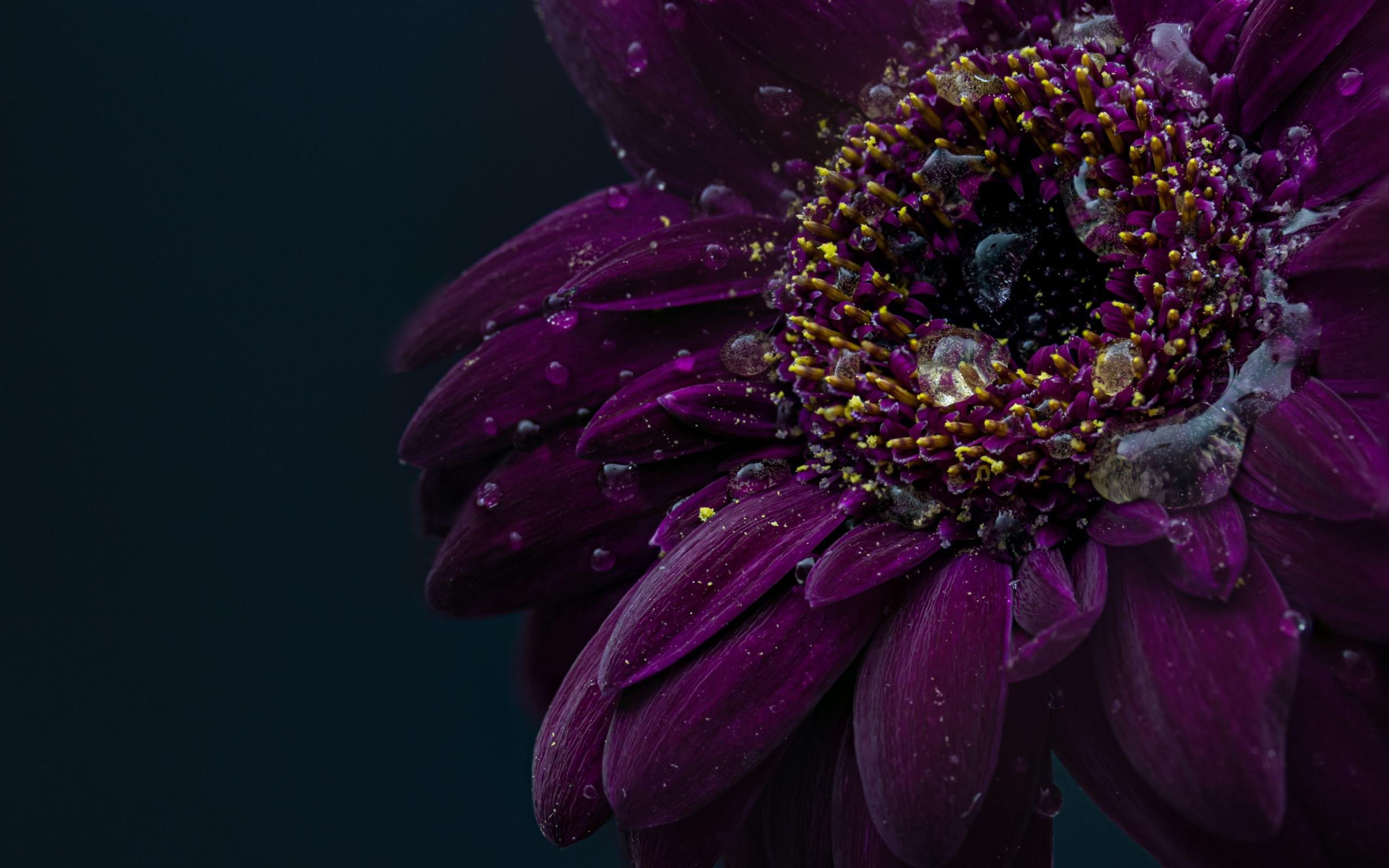 Красивый фиолетовый цветок герберы в каплях воды