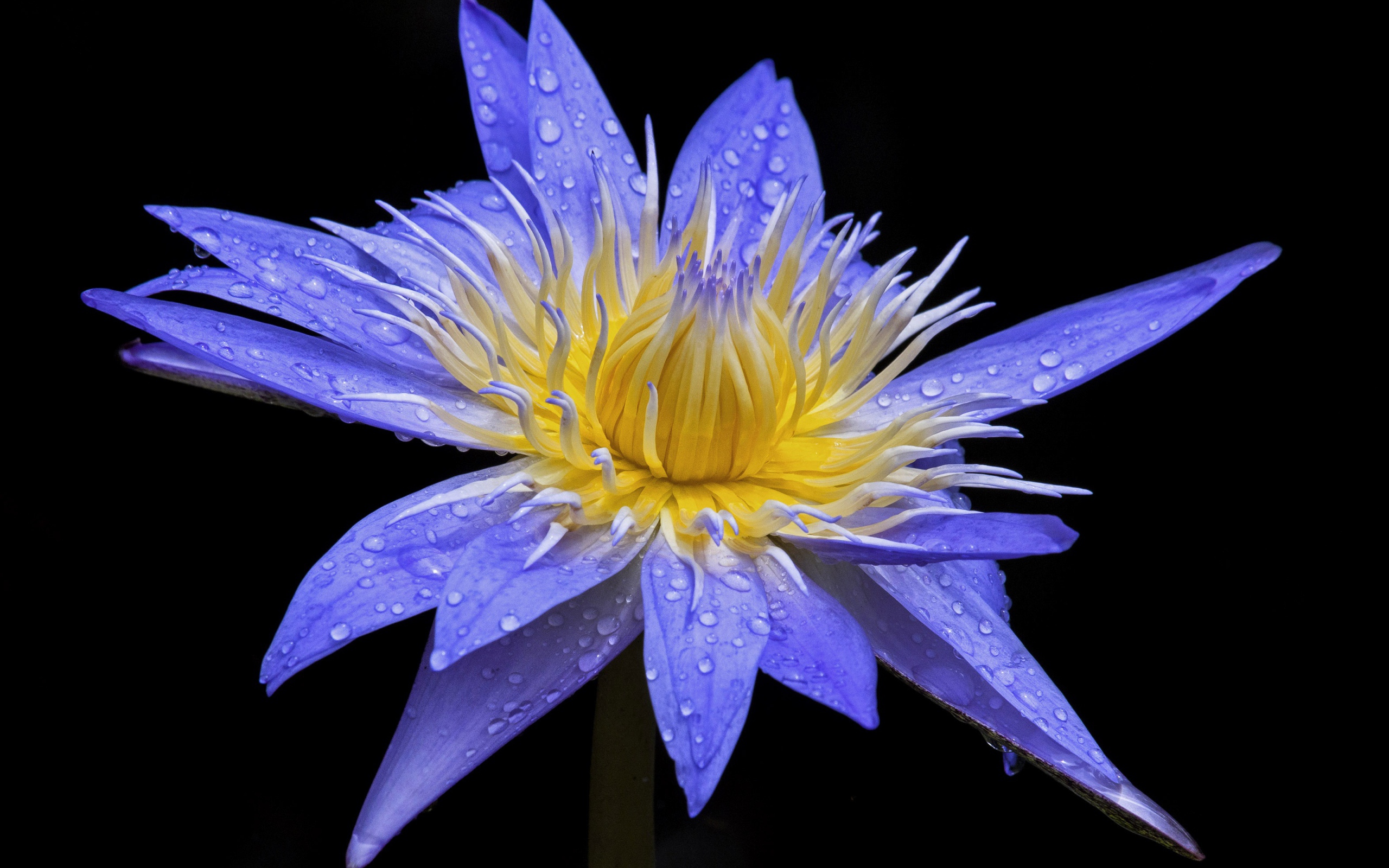 Красивый фиолетовый цветок лотоса в каплях росы на черном фоне