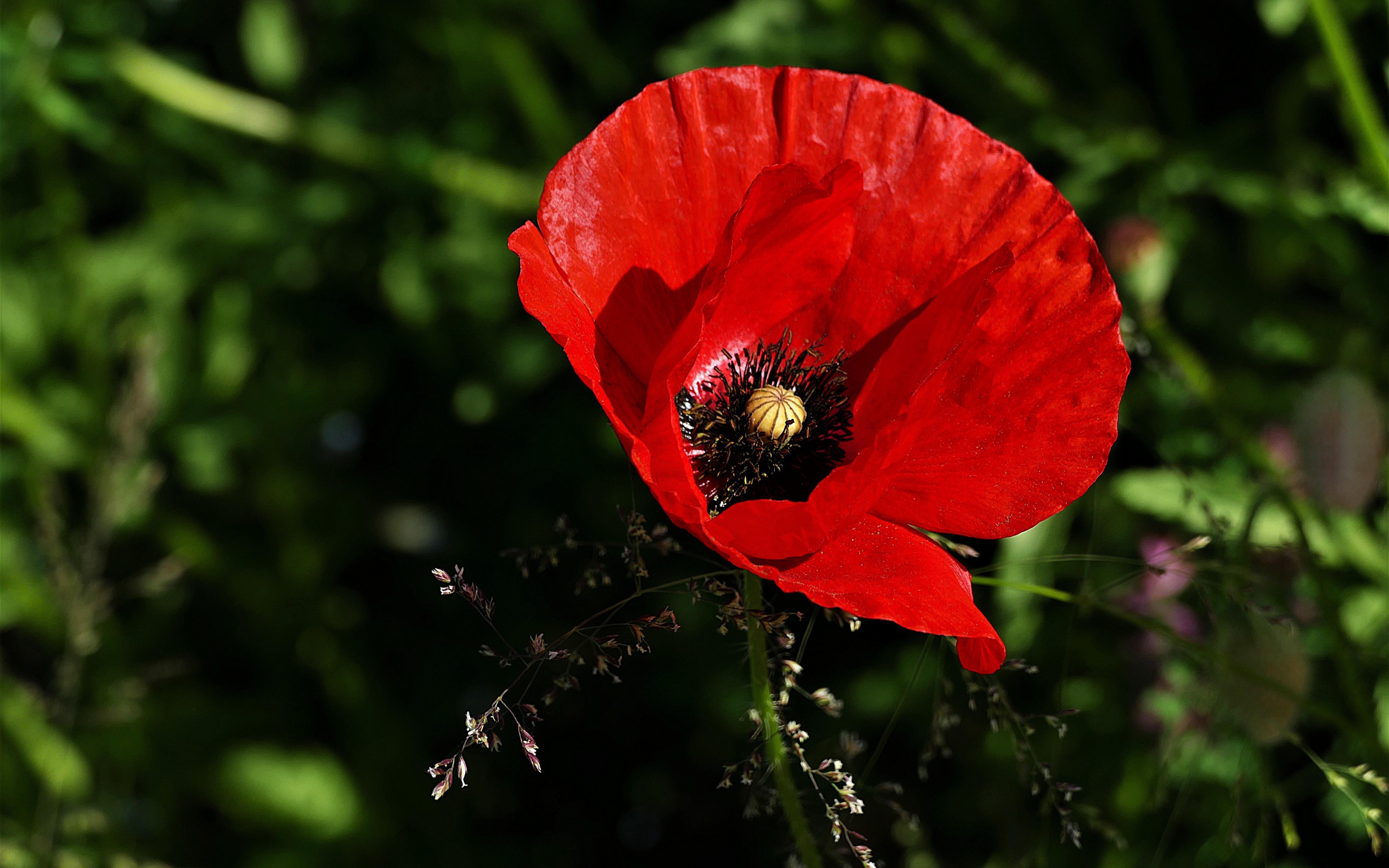 Красивый цветок красного мака крупным планом