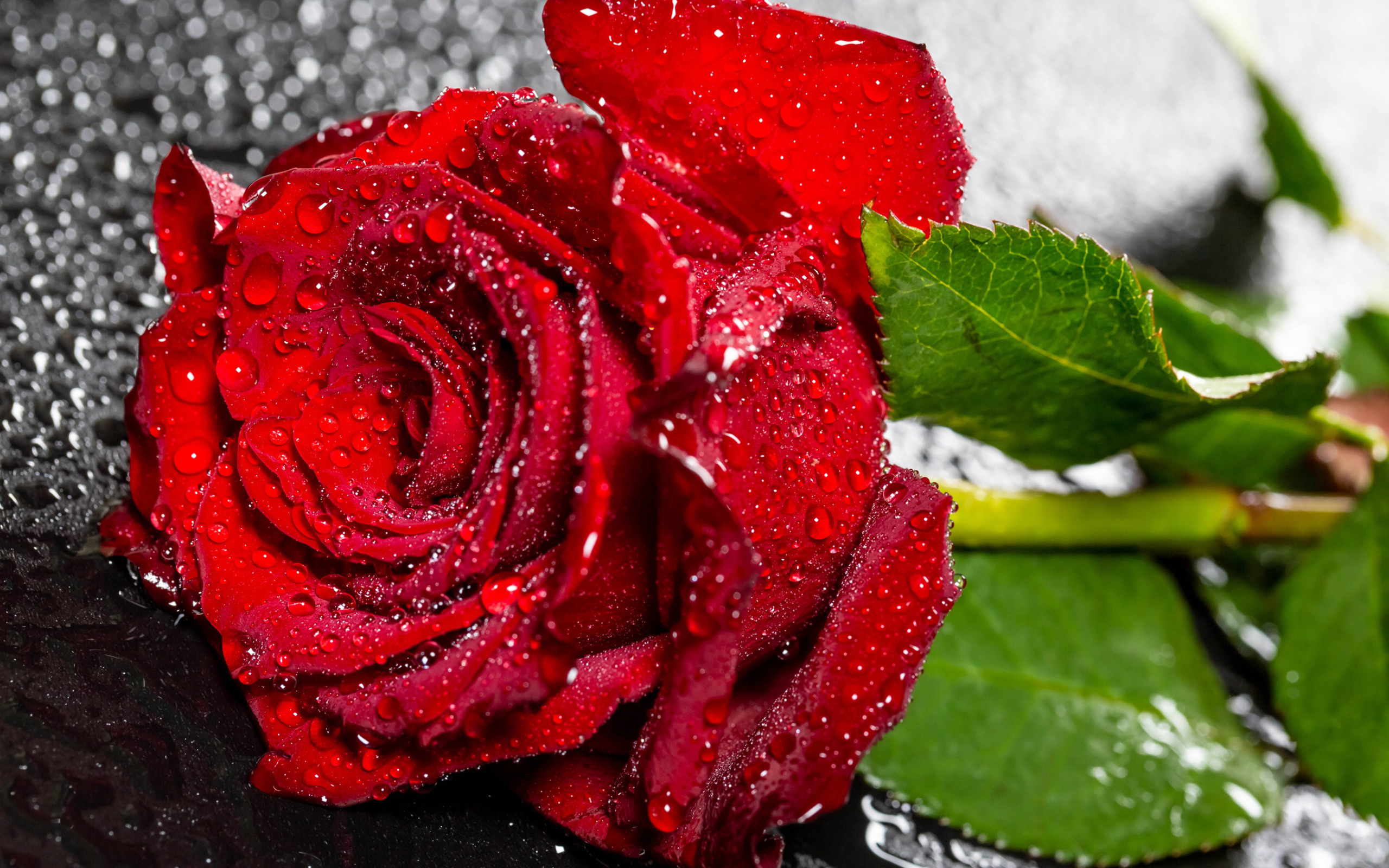 Красивая алая роза в каплях воды на черном поверхности 