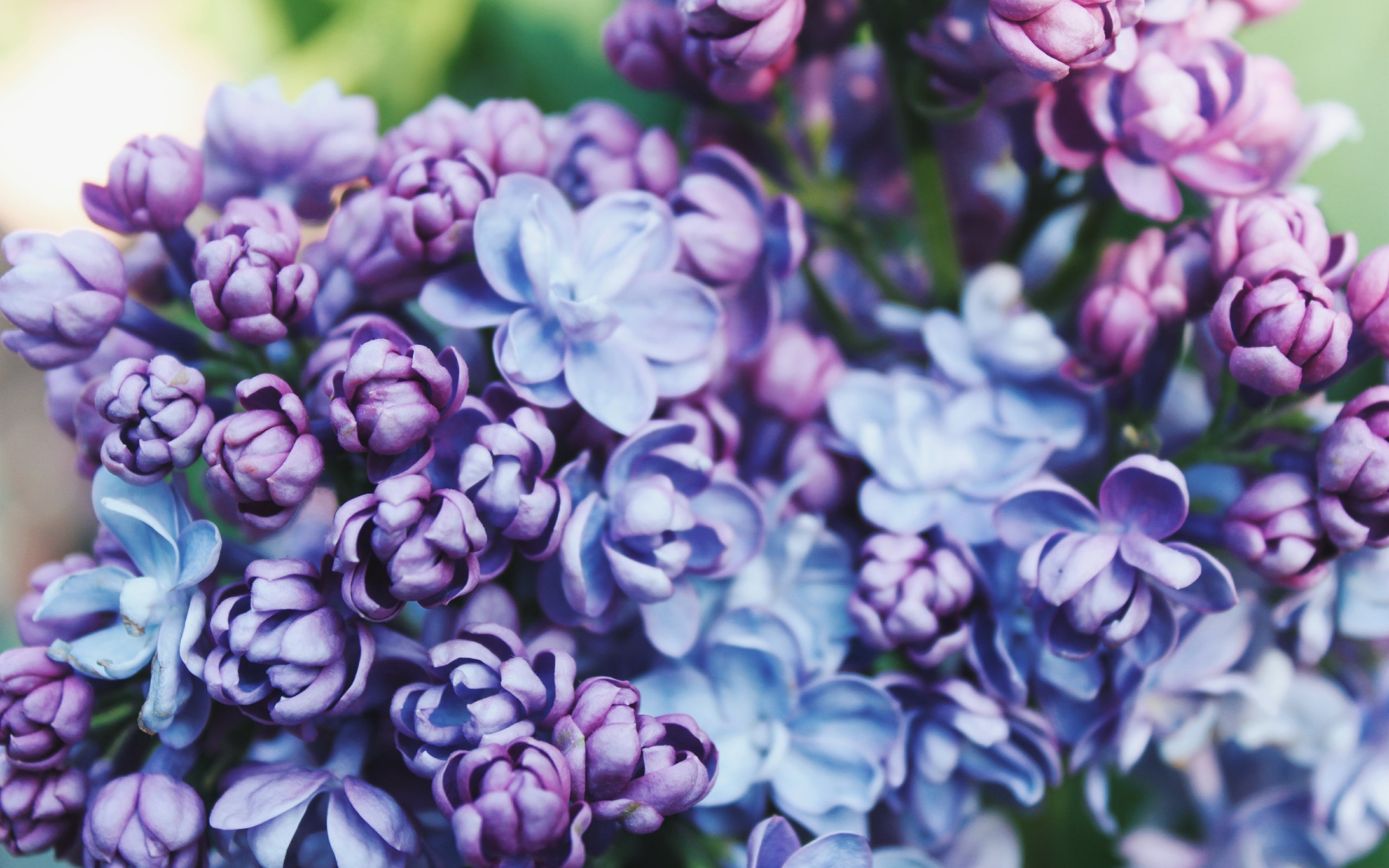 Красивые весенние цветы сирени крупным планом 